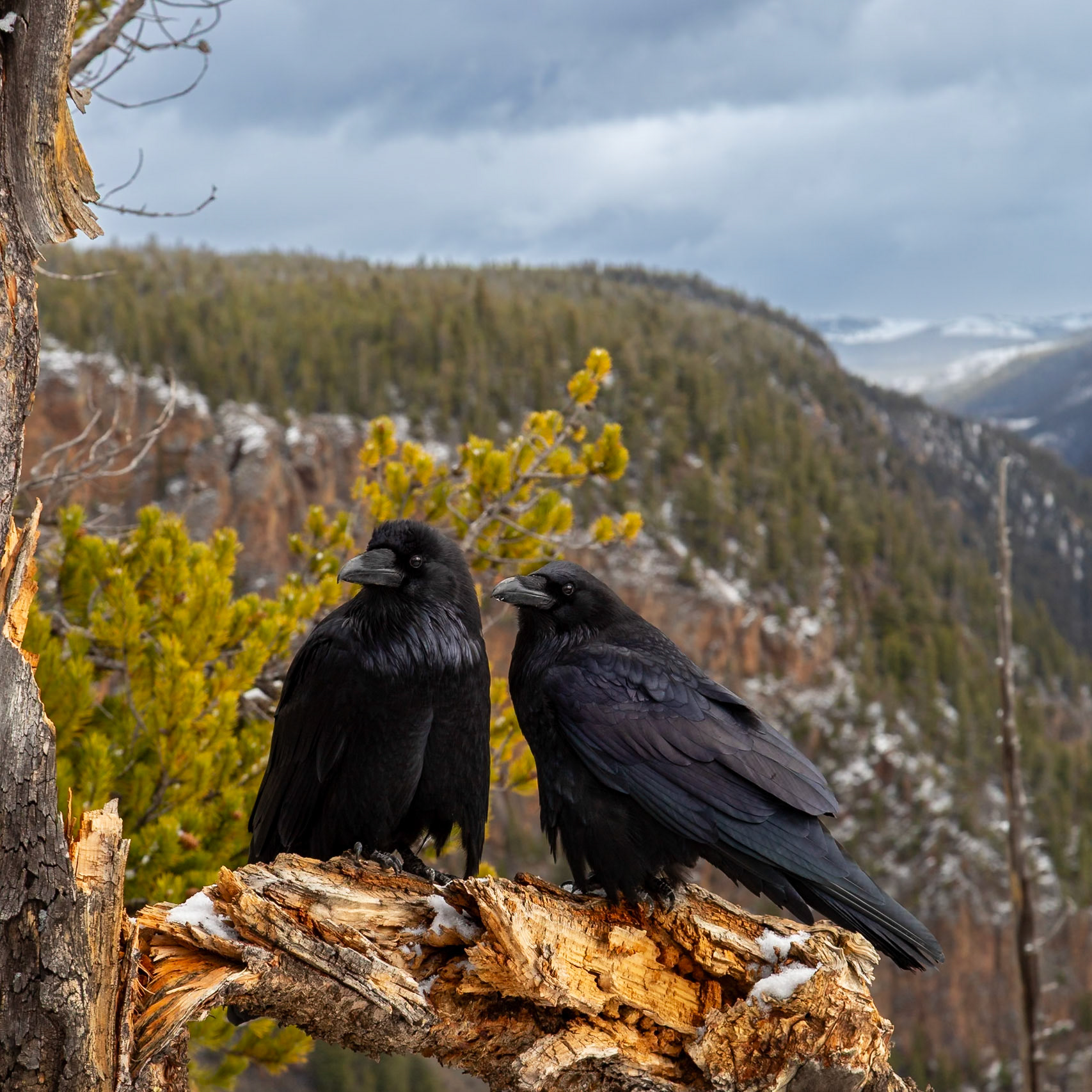 Yellowstone National Parkl