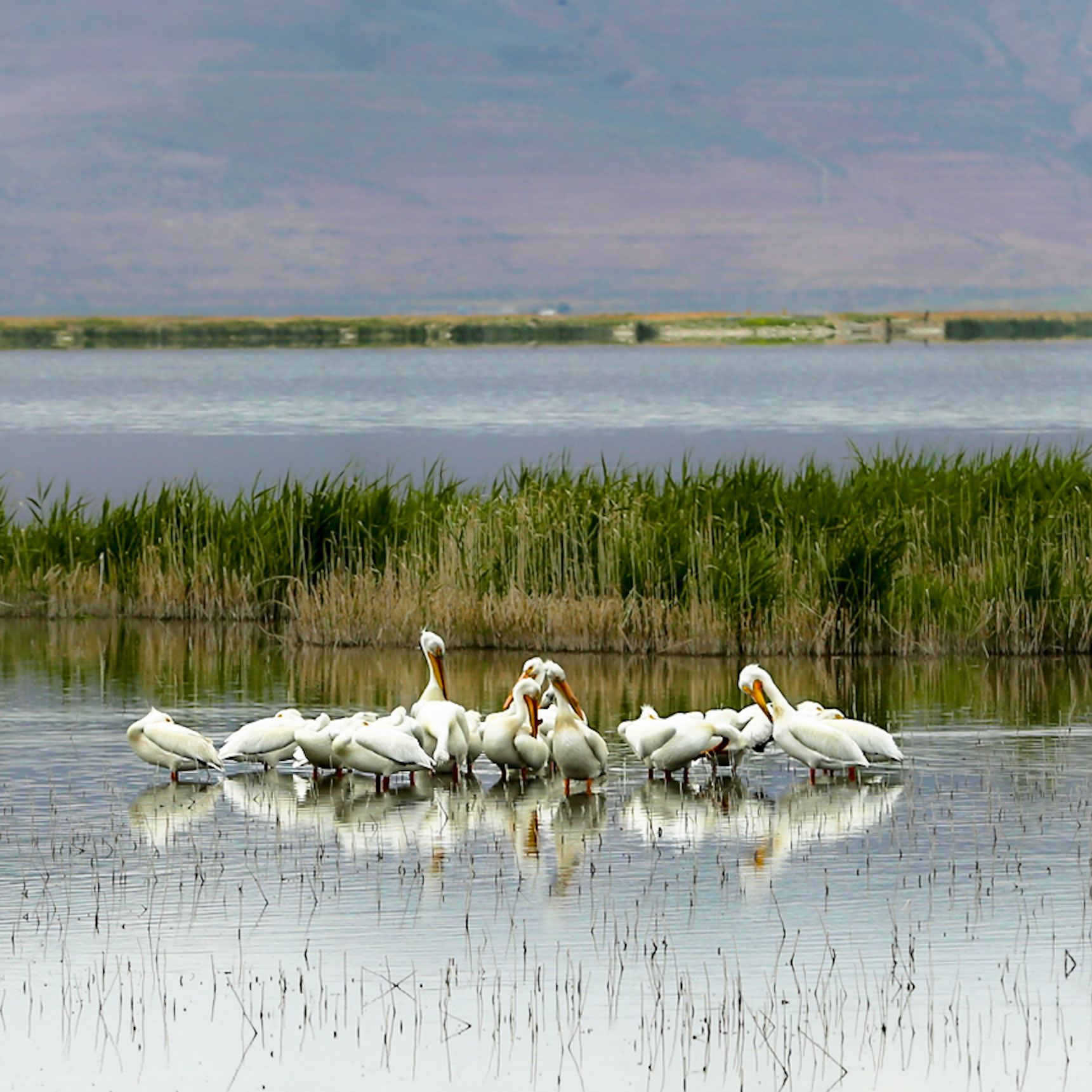 Bear River Migratory Refuge