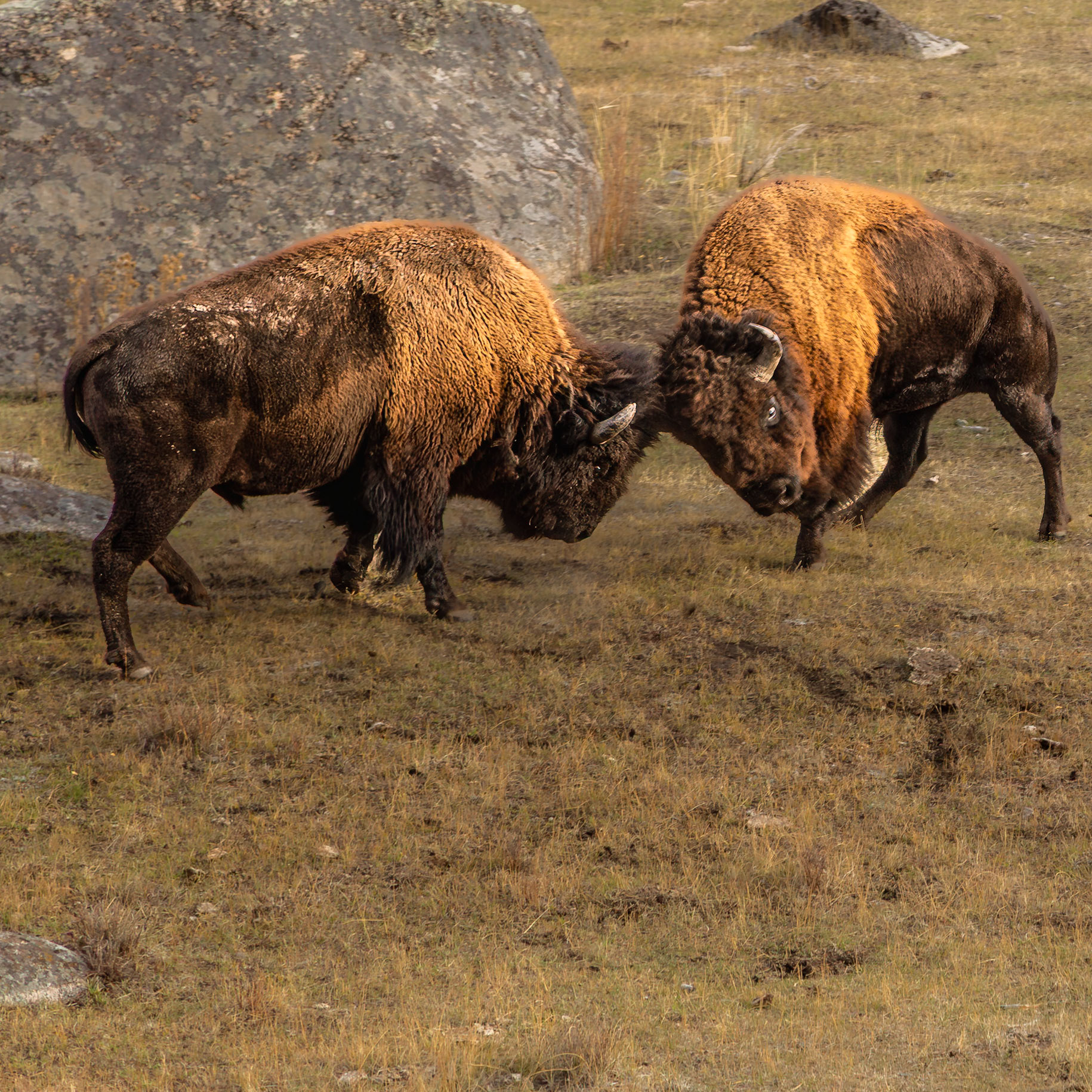 Yellowstone National Park