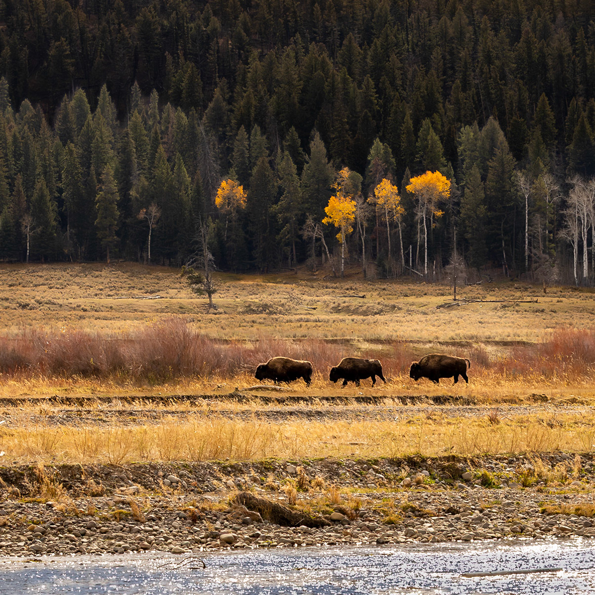 Yellowstone National Park