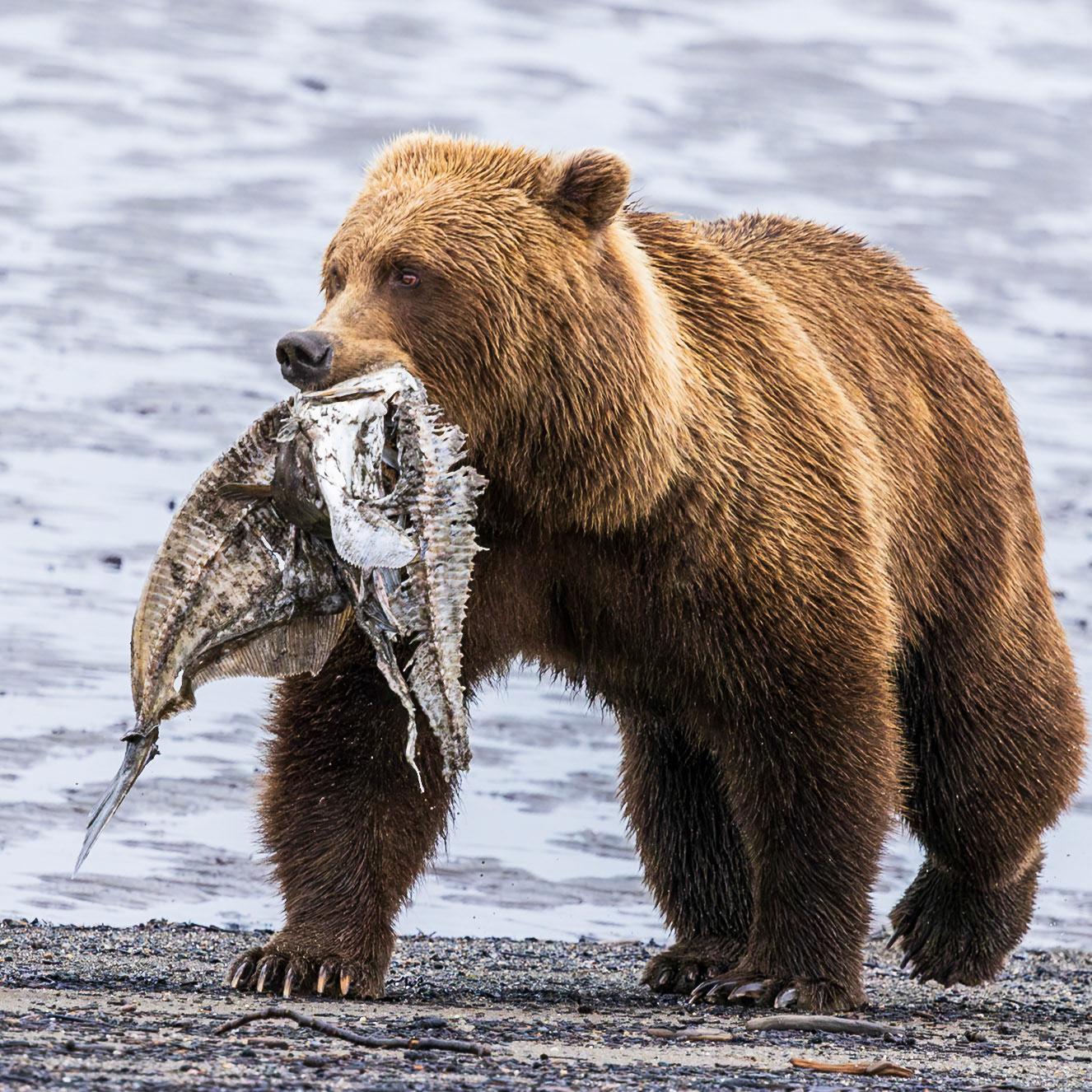 Lake Clark National Park 
