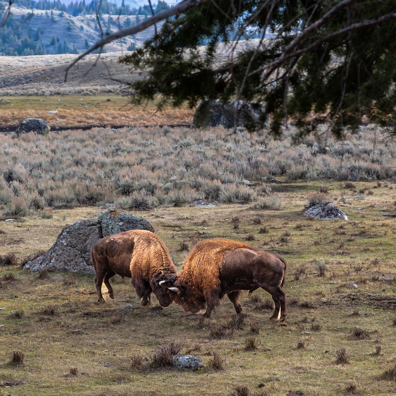 Yellowstone National Parl