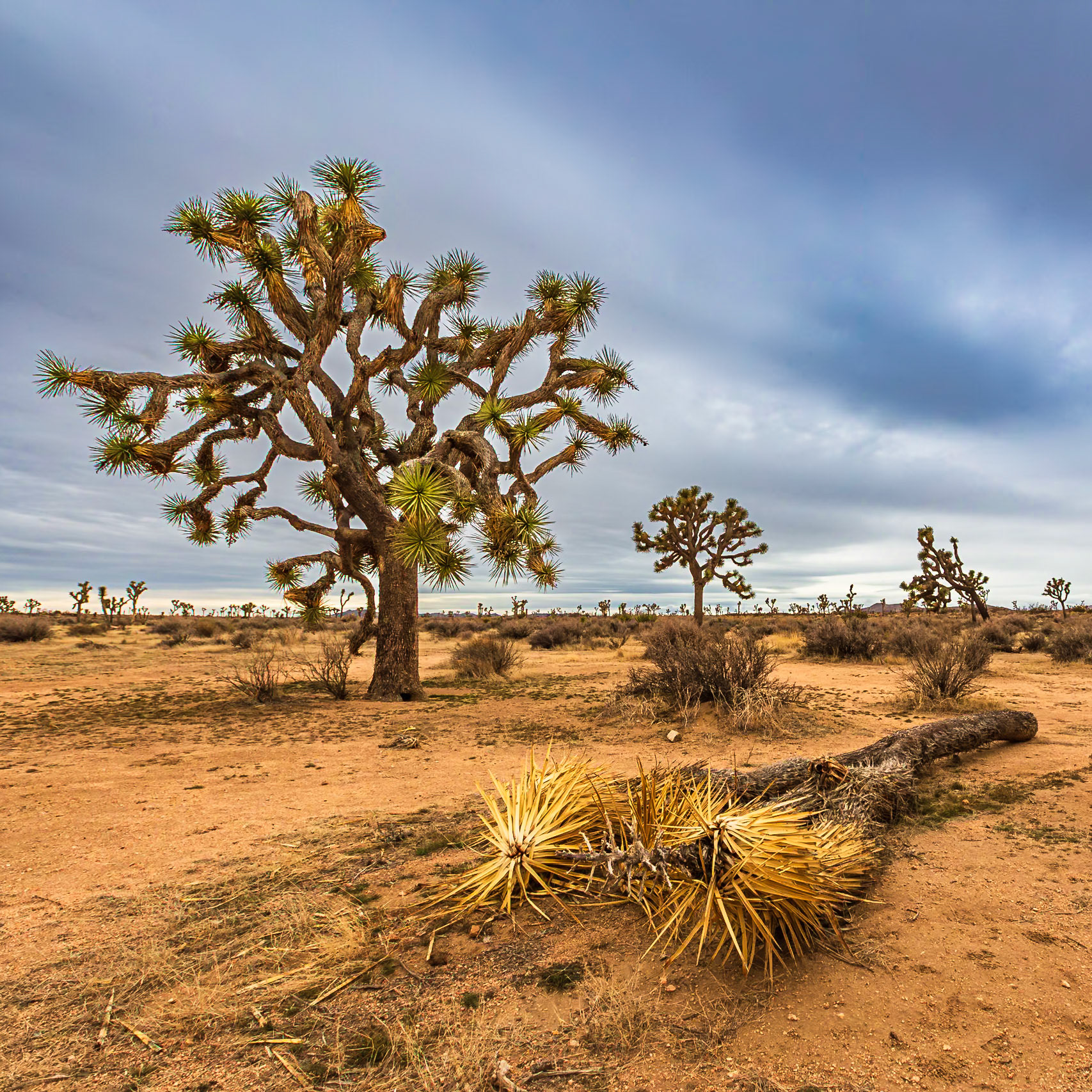 Joshua Tree National Park 