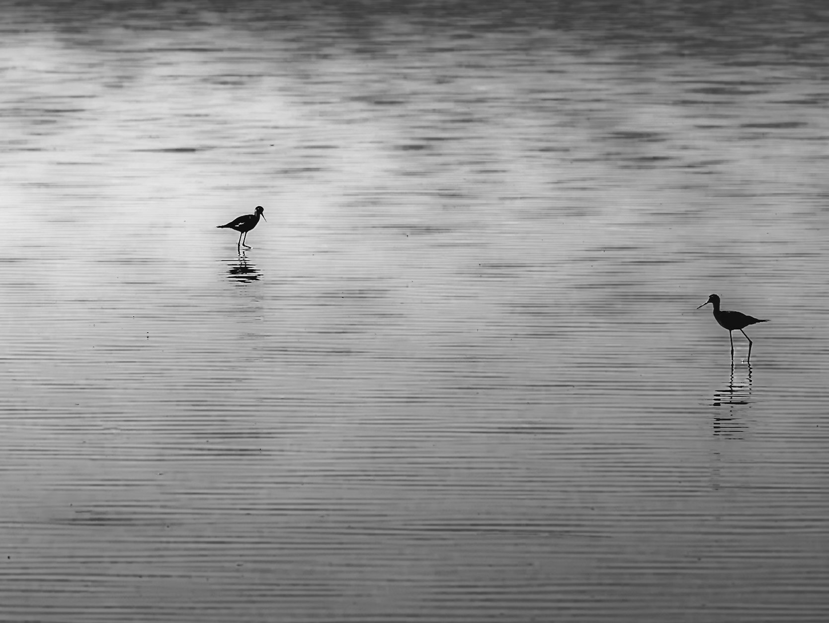 Bear River Migratory Bird Refuge, Utah