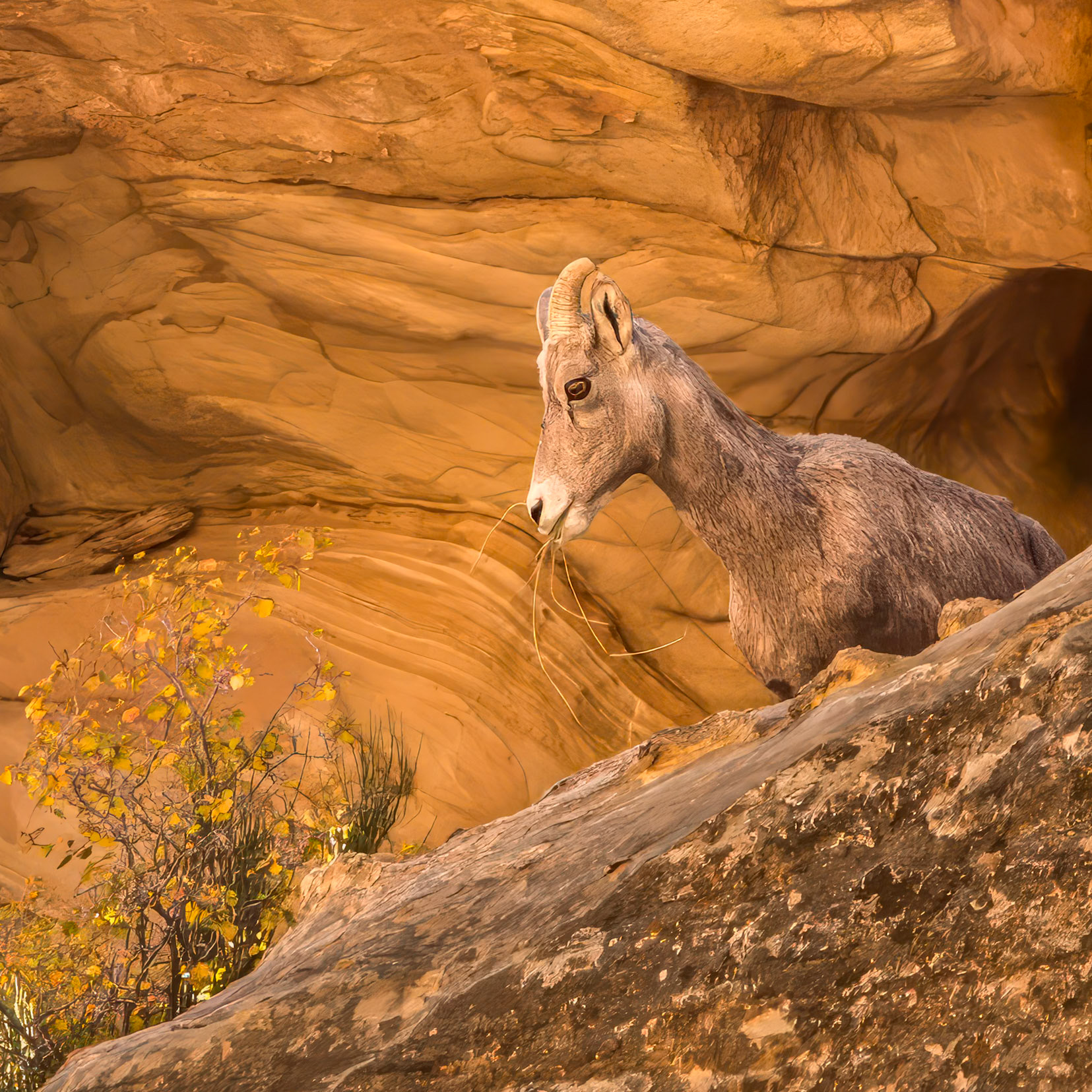 Capitol Reef National Park