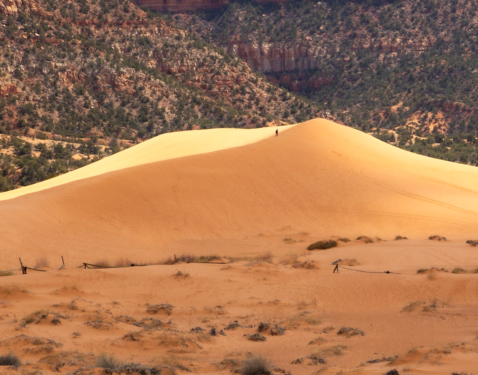Coral Pink Sand Dune State Park