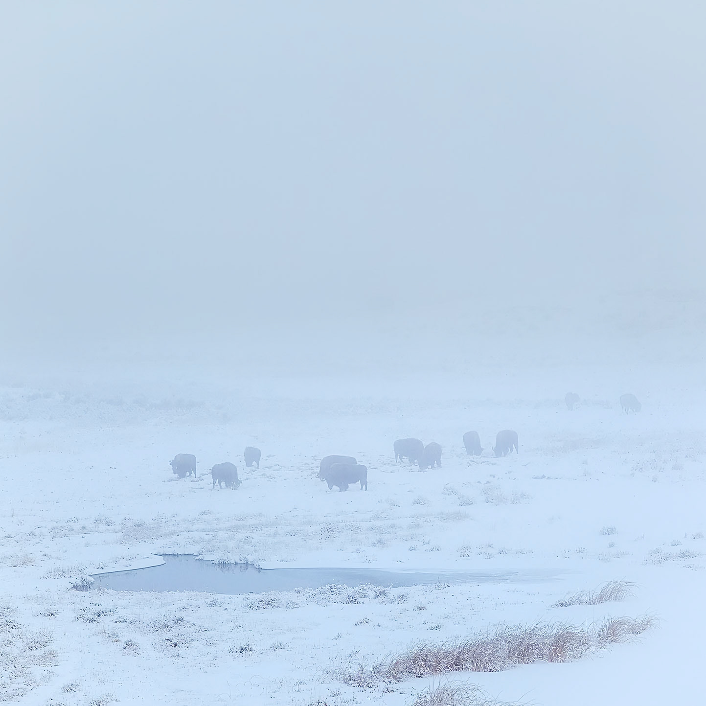 Yellowstone National Park