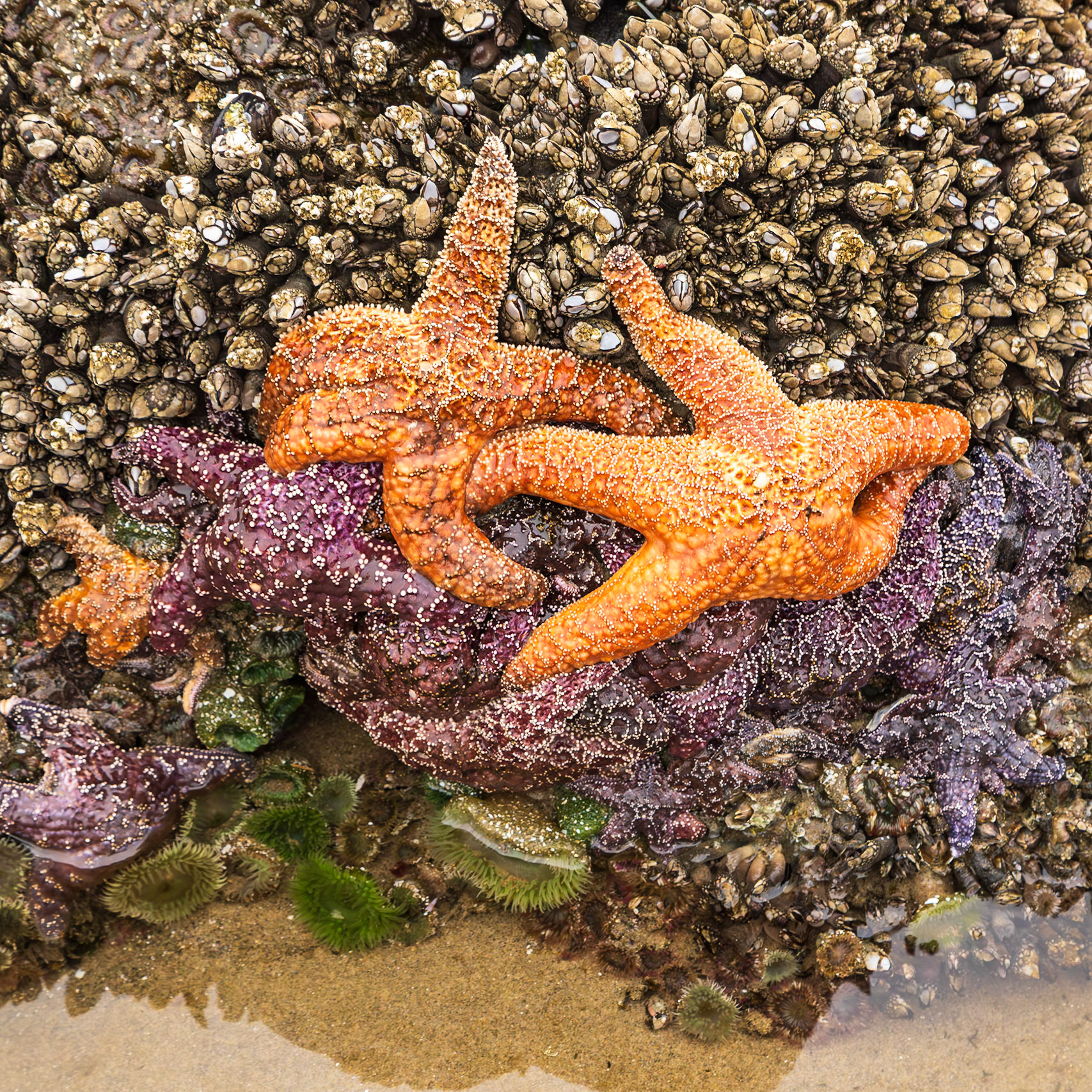 Tolovana Beach, Oregon