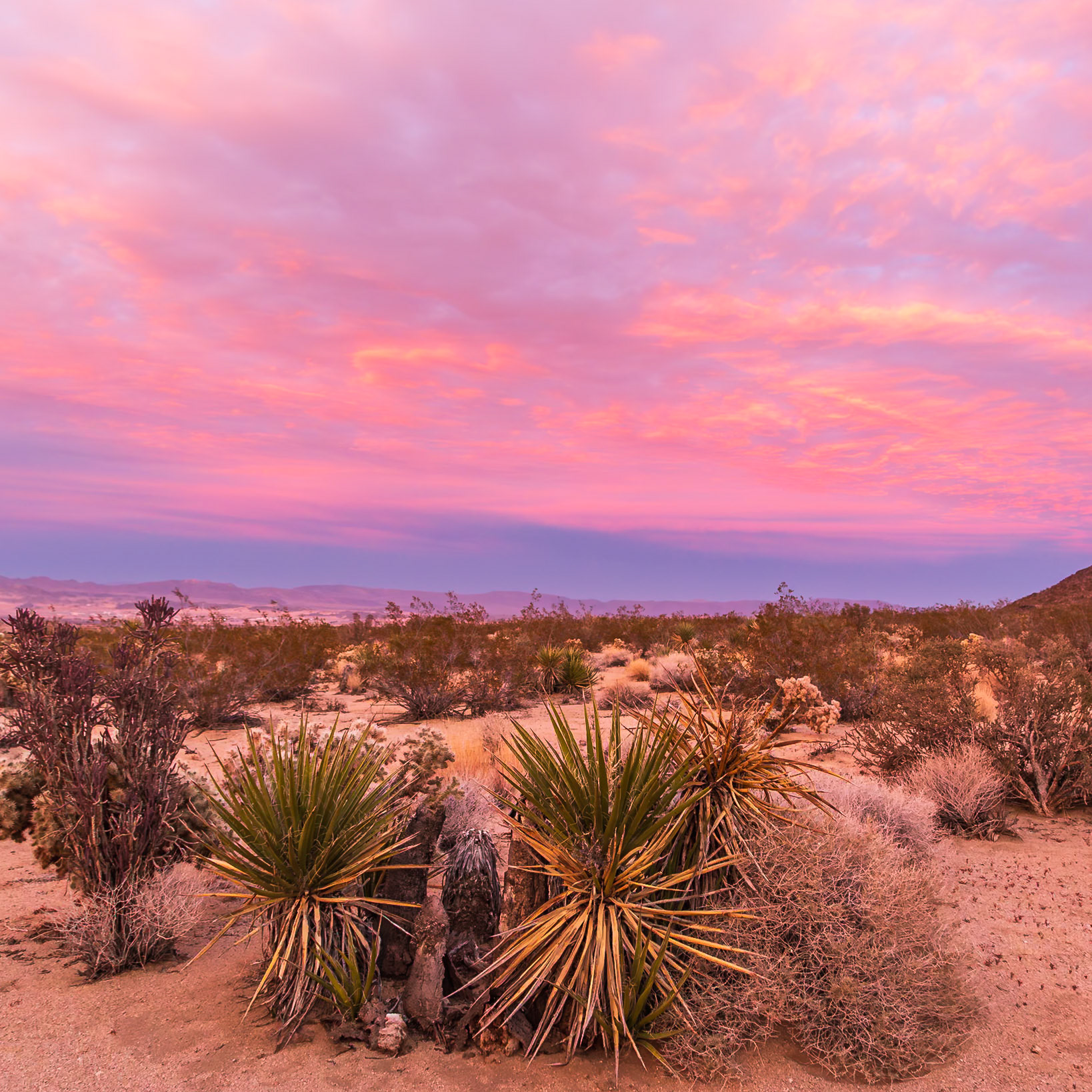 Joshua Tree National Park