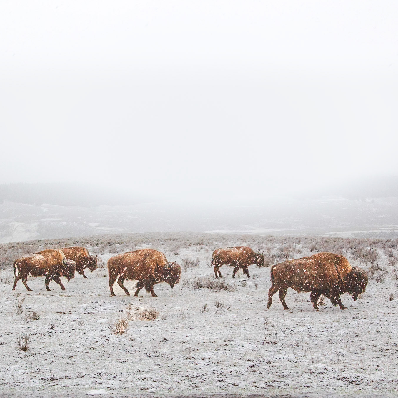 Yellowstone National Park