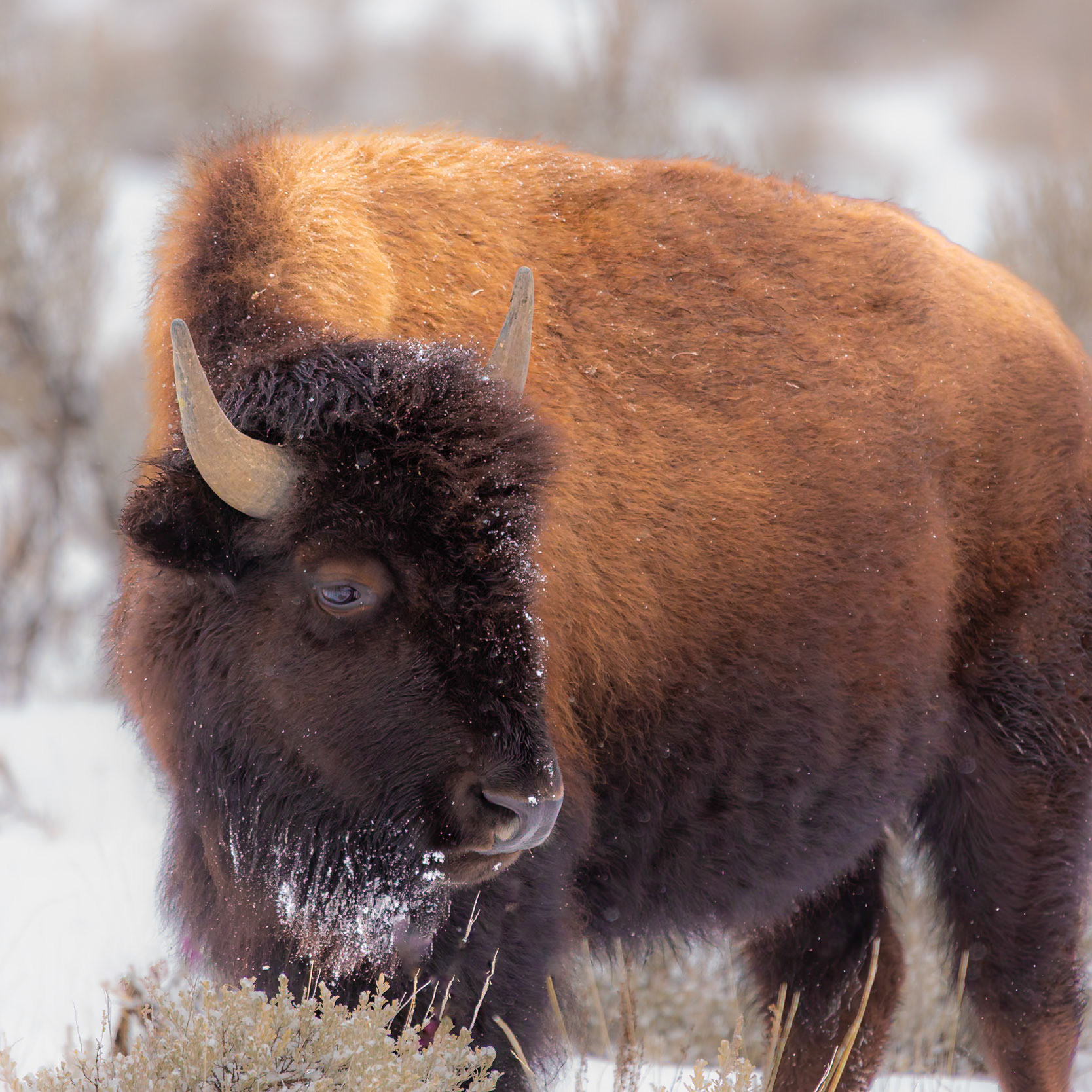 Yellowstone National Park