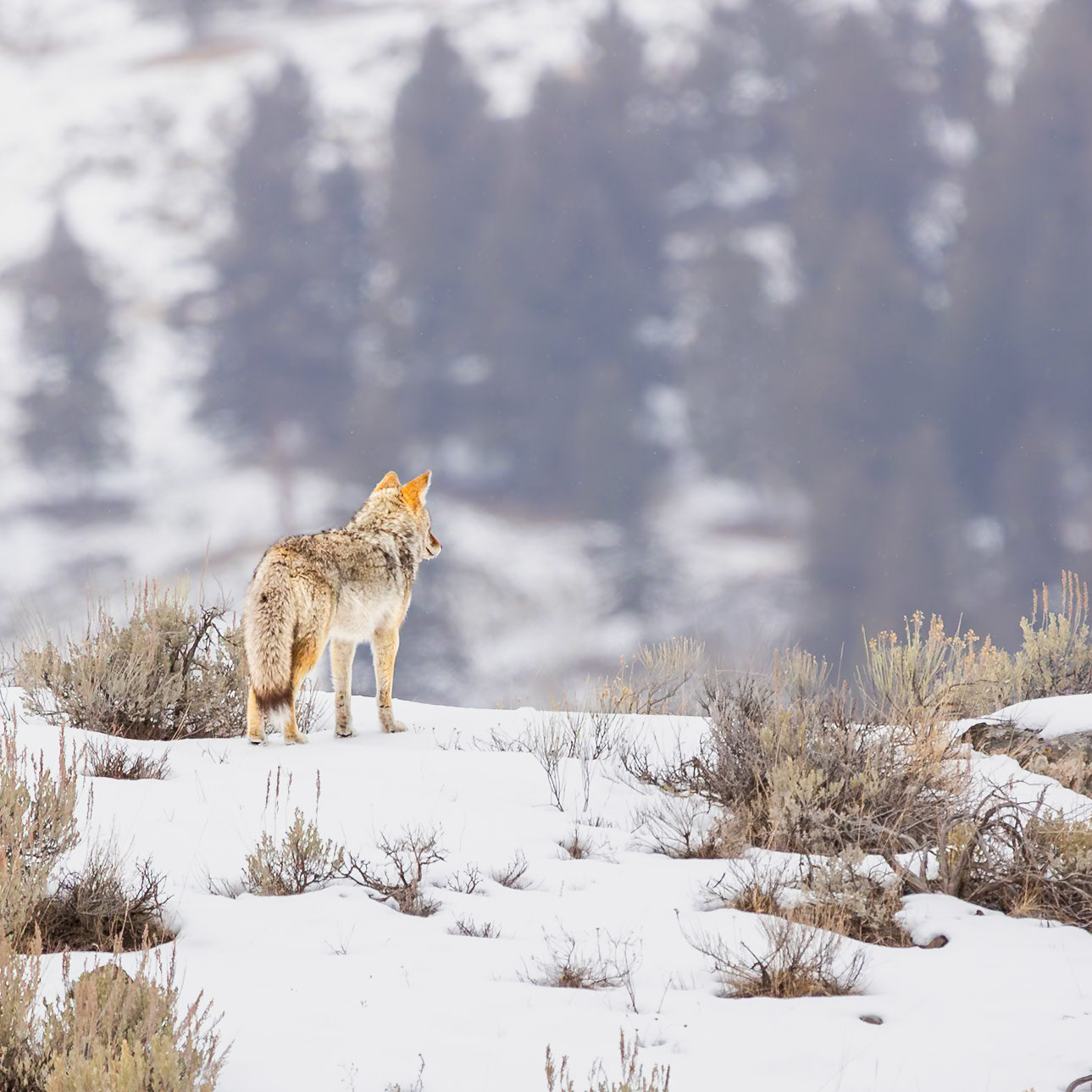 Yellowstone National Park 