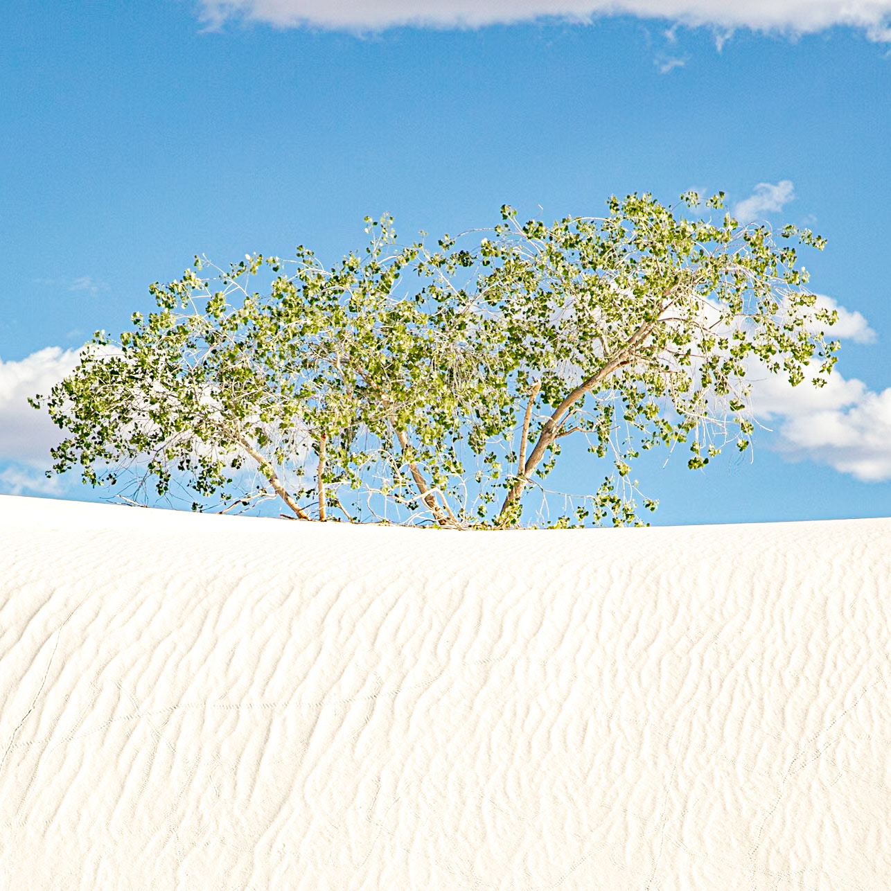 White Sands National Park 