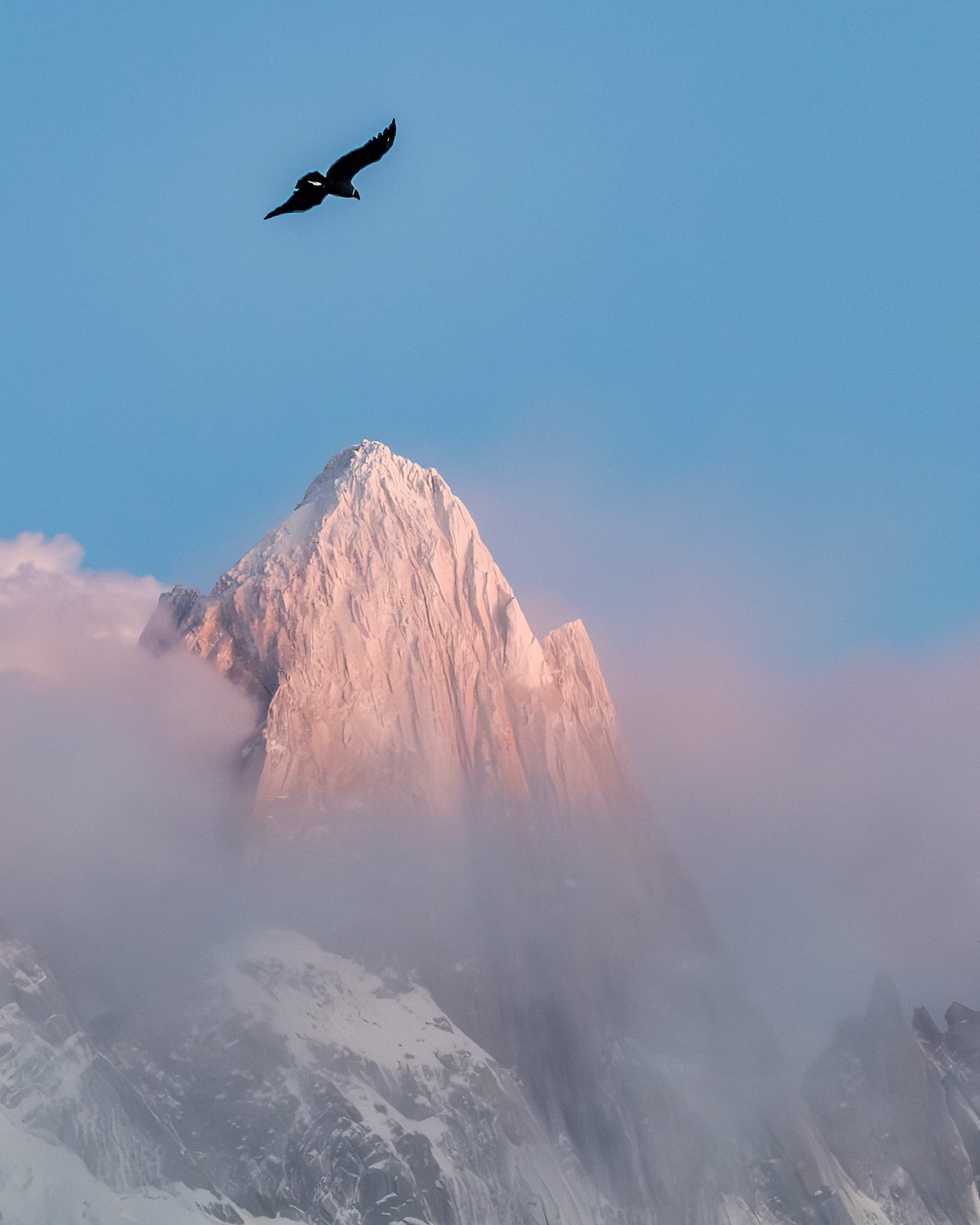Andean Condor over Mt Fitz Roy