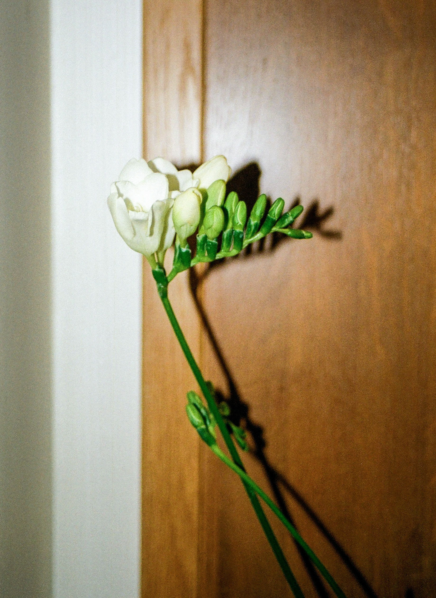 freesia from andrei
