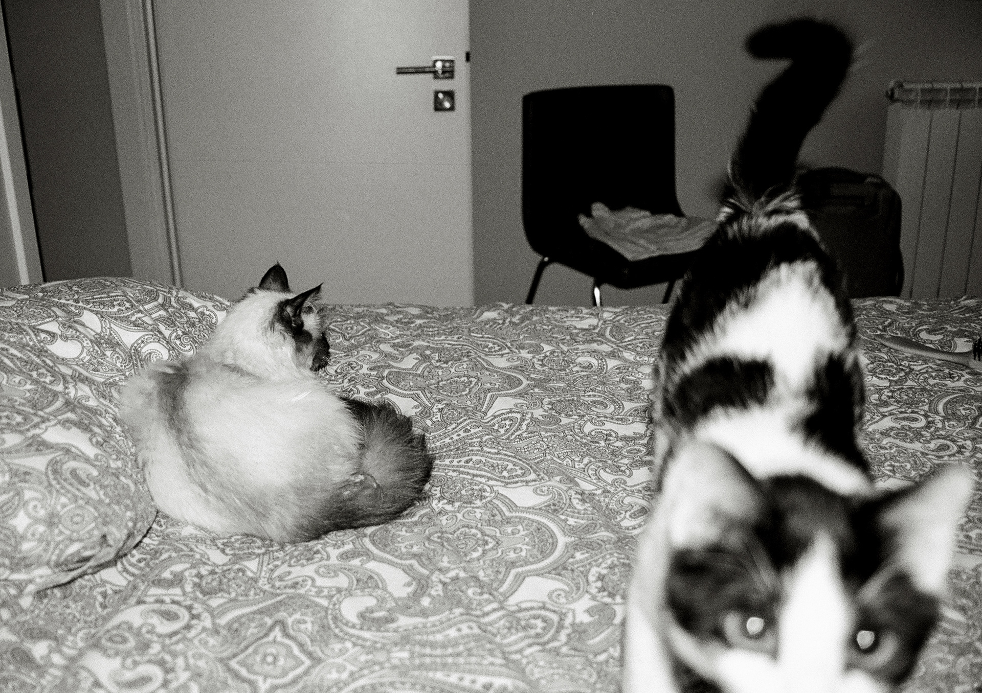 estera's cats in bucharest