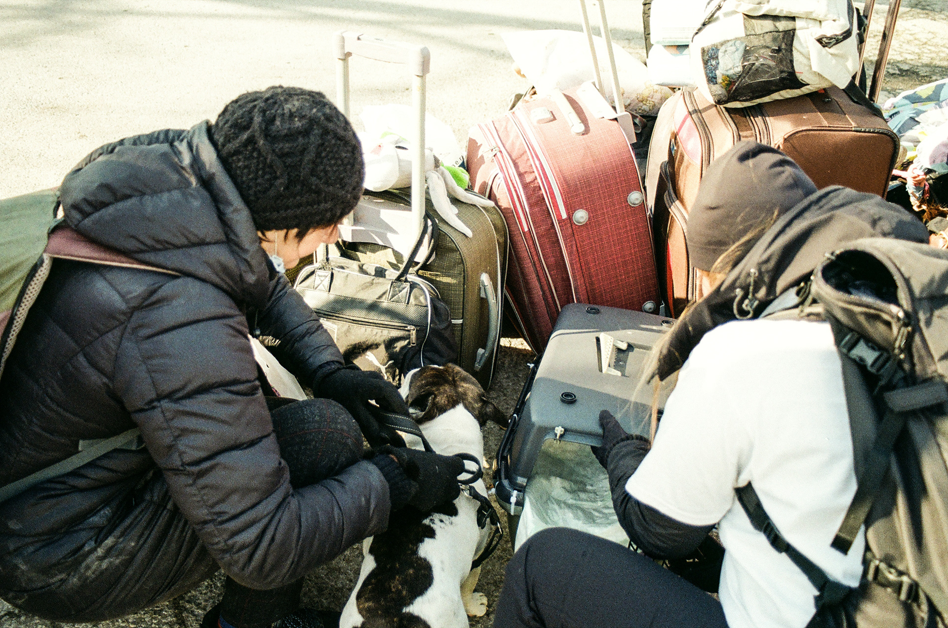 lyudmilla getting papers for her dog, bow, on their way to Italy