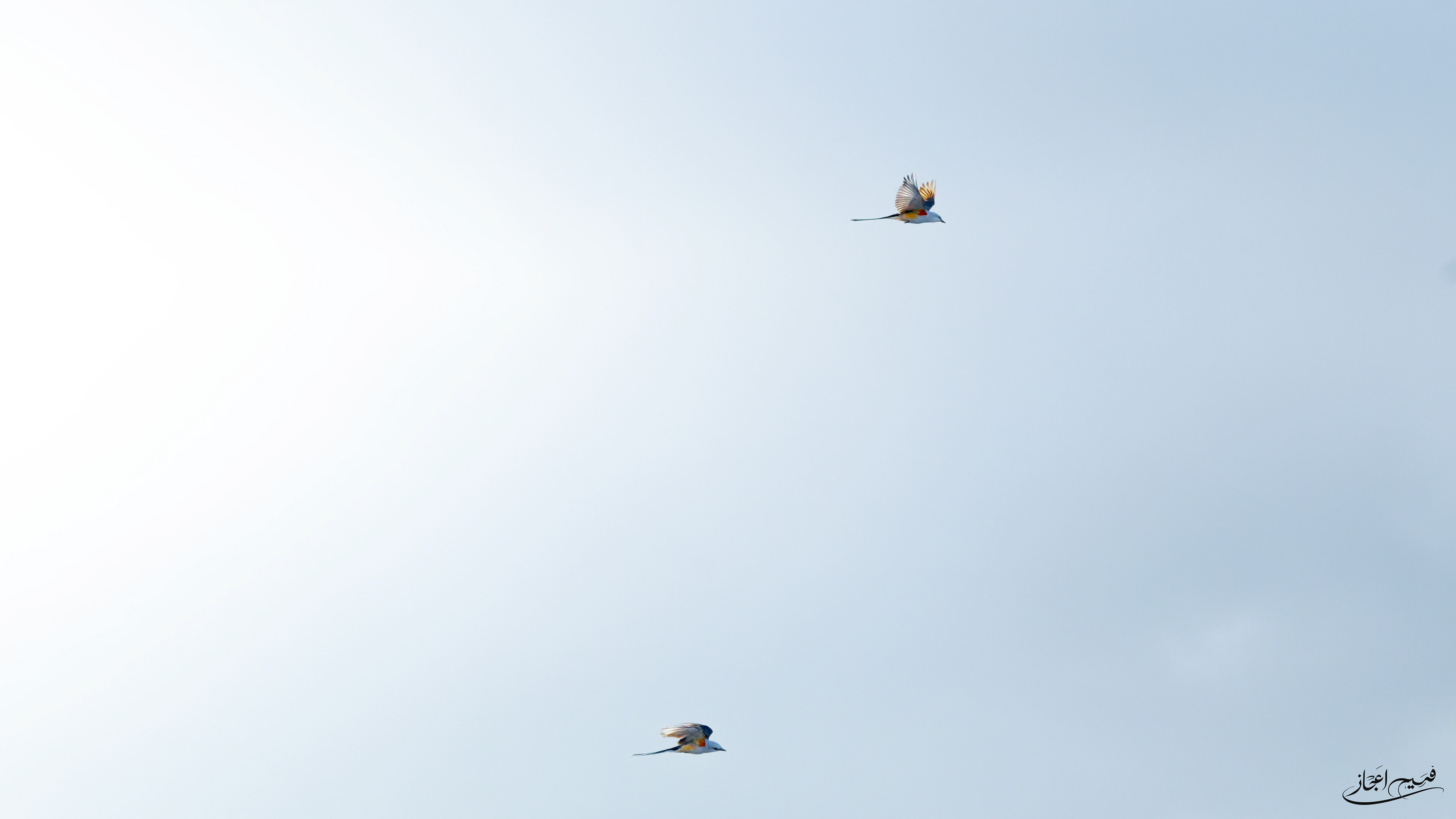 Scissor Tailed Flycatcher