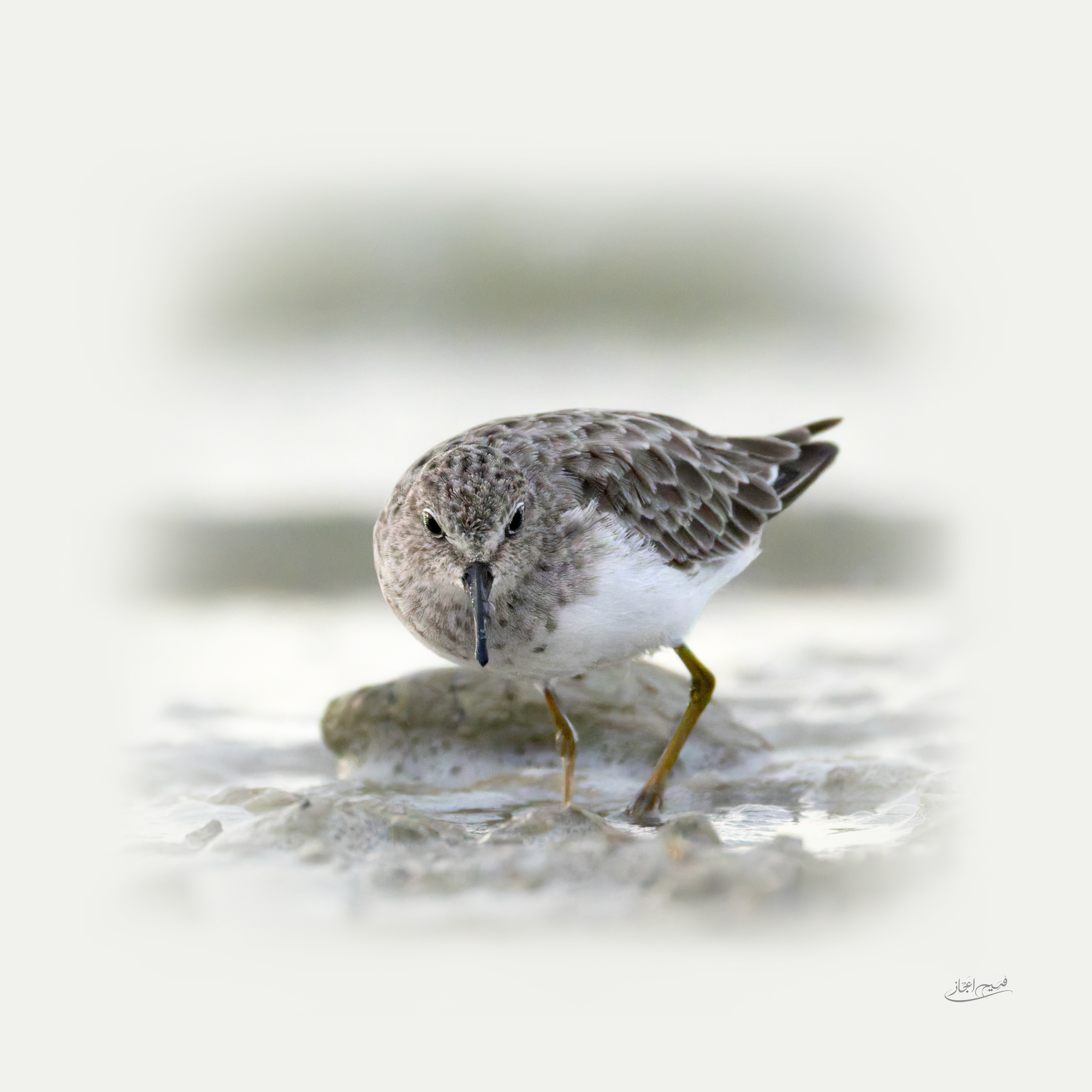 The Littlest Shorebird (The Least Sandpiper - August 2026)