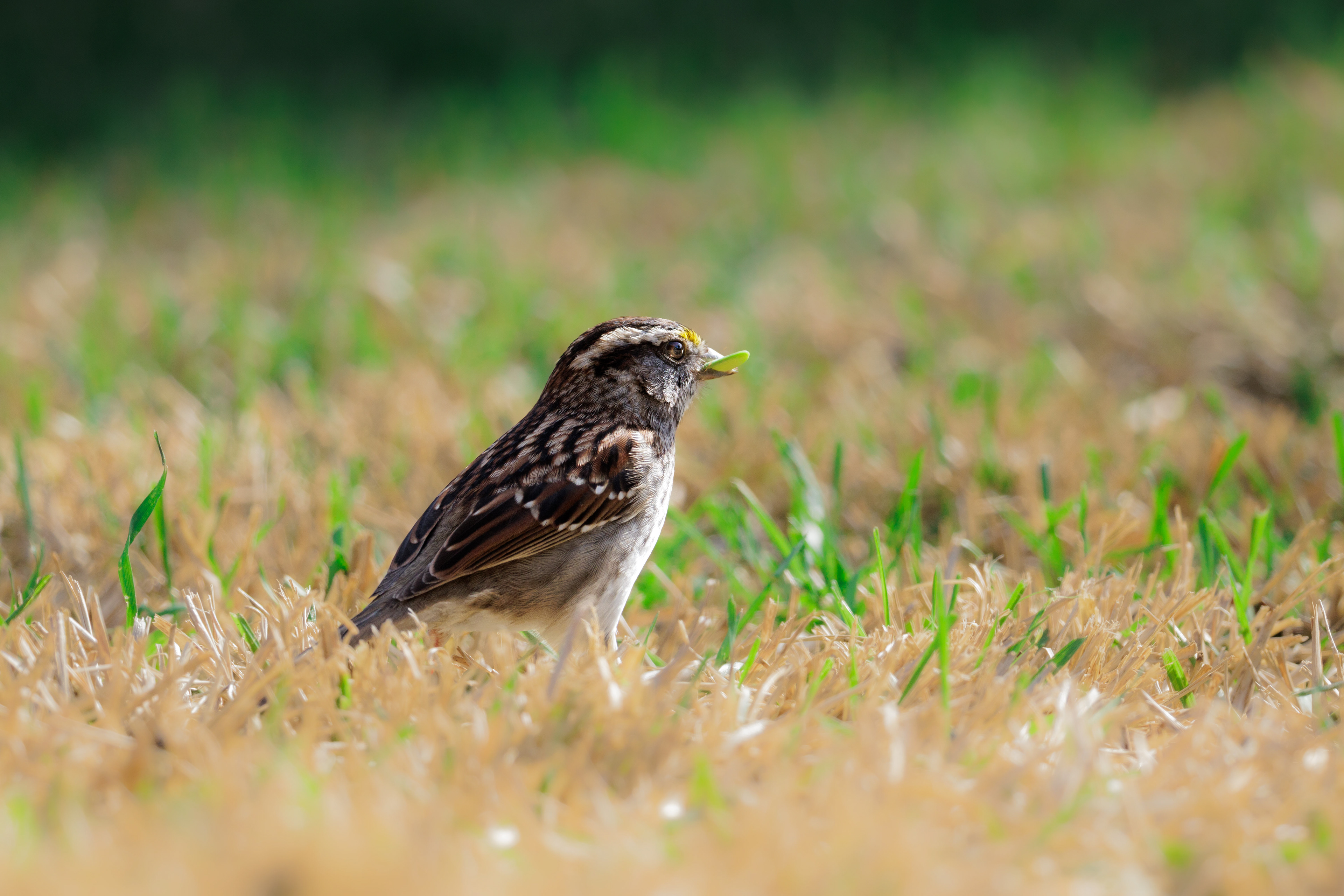 White-throated Sparrow, Dallas, Texas