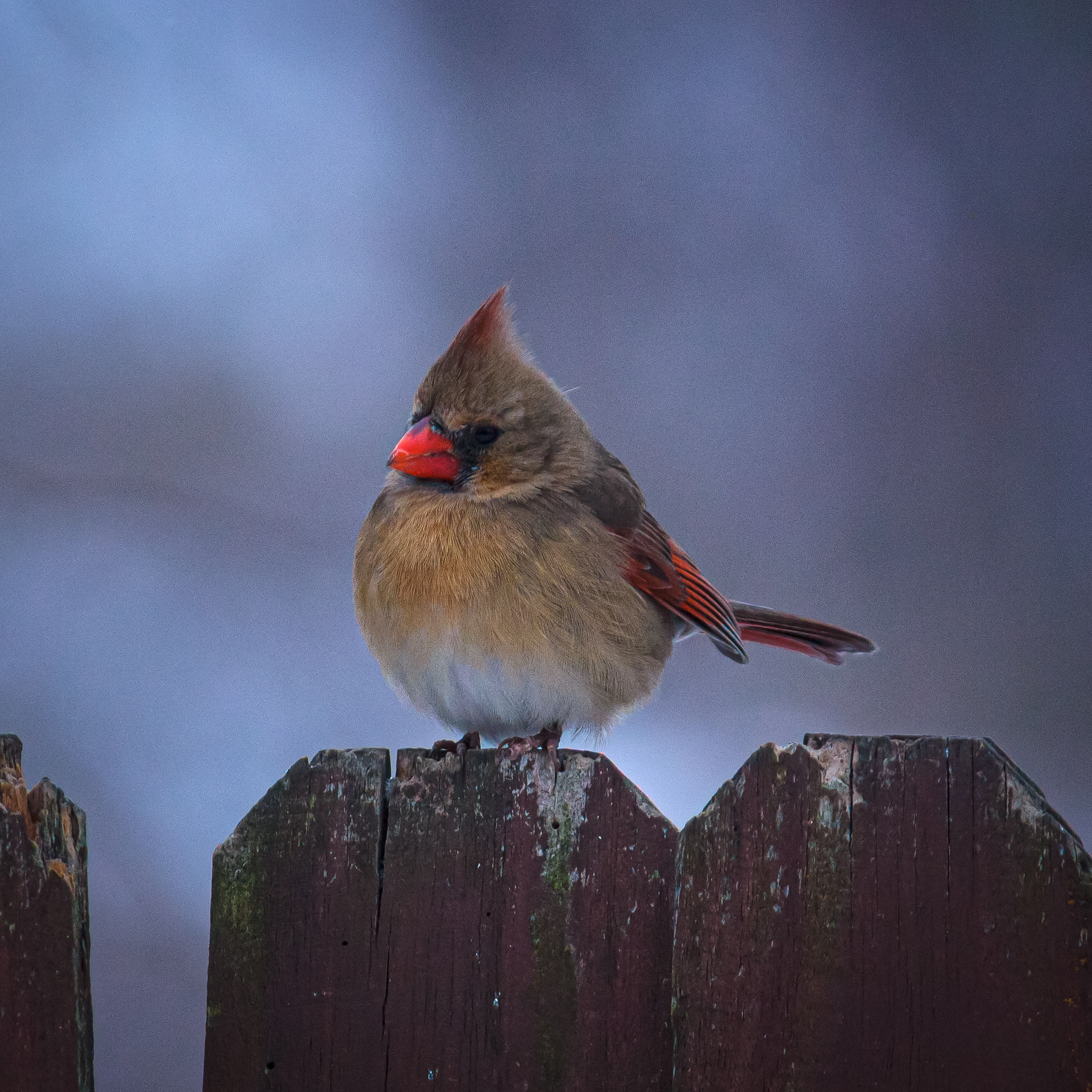 Female Cardinal, Snow Days, Jan 2026