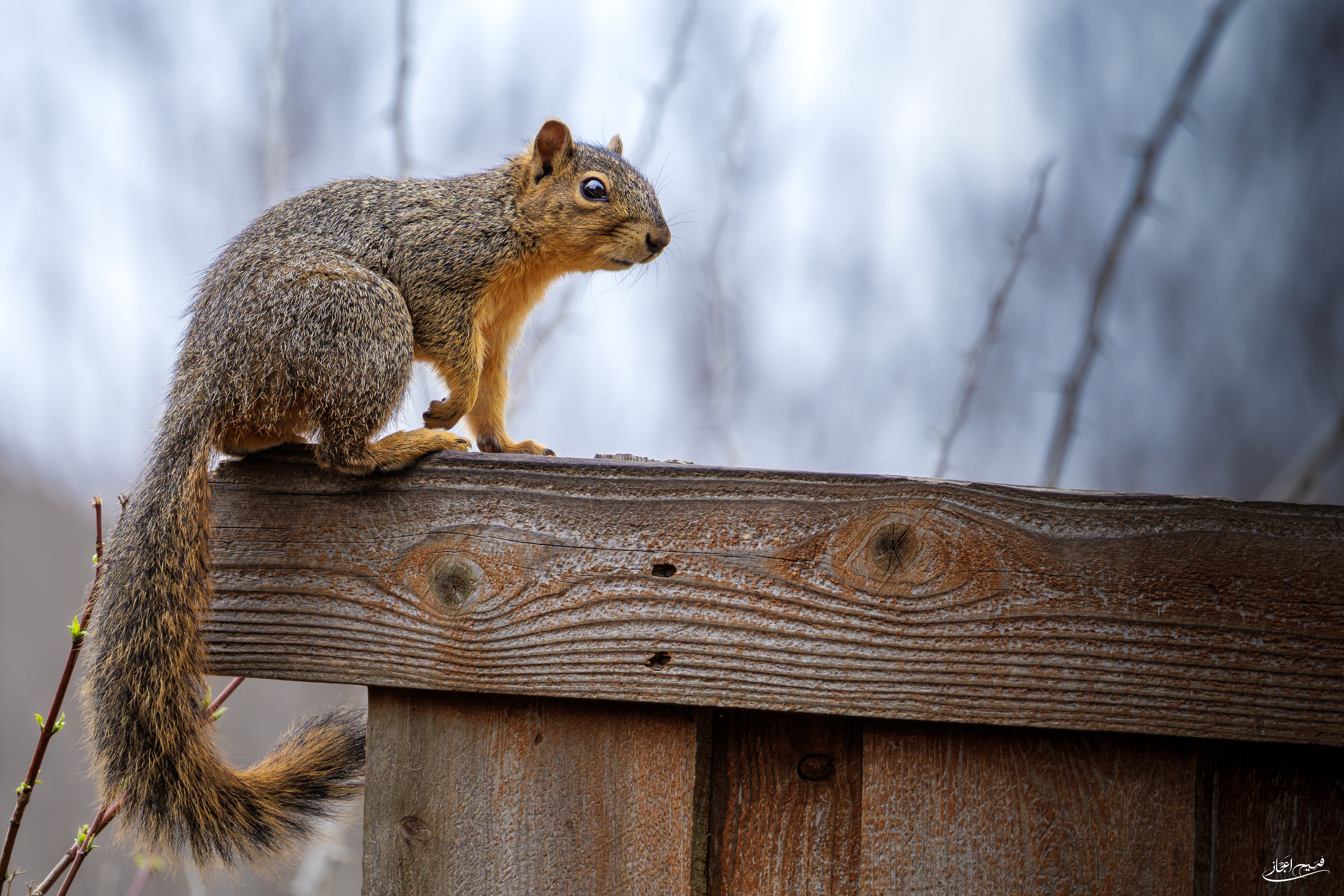 Fox Squirrel - The Watchful Guard