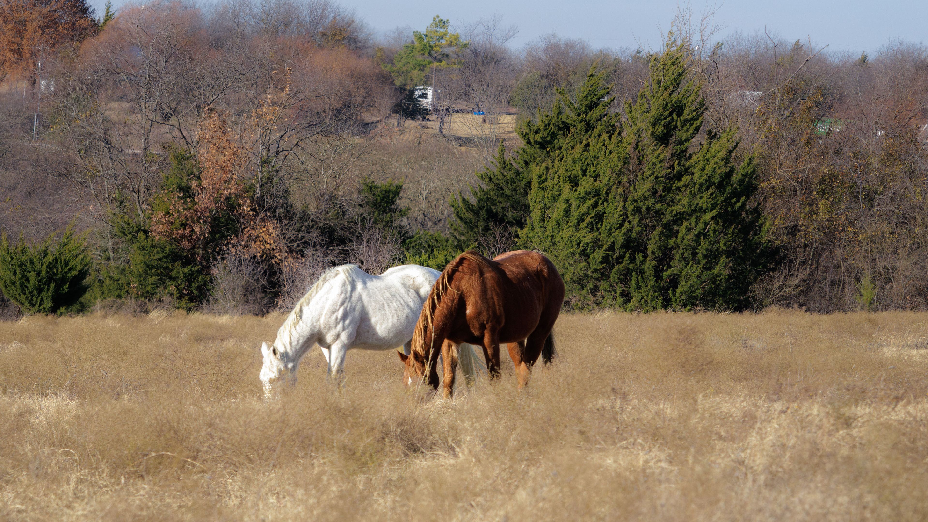 Countryside, Texas