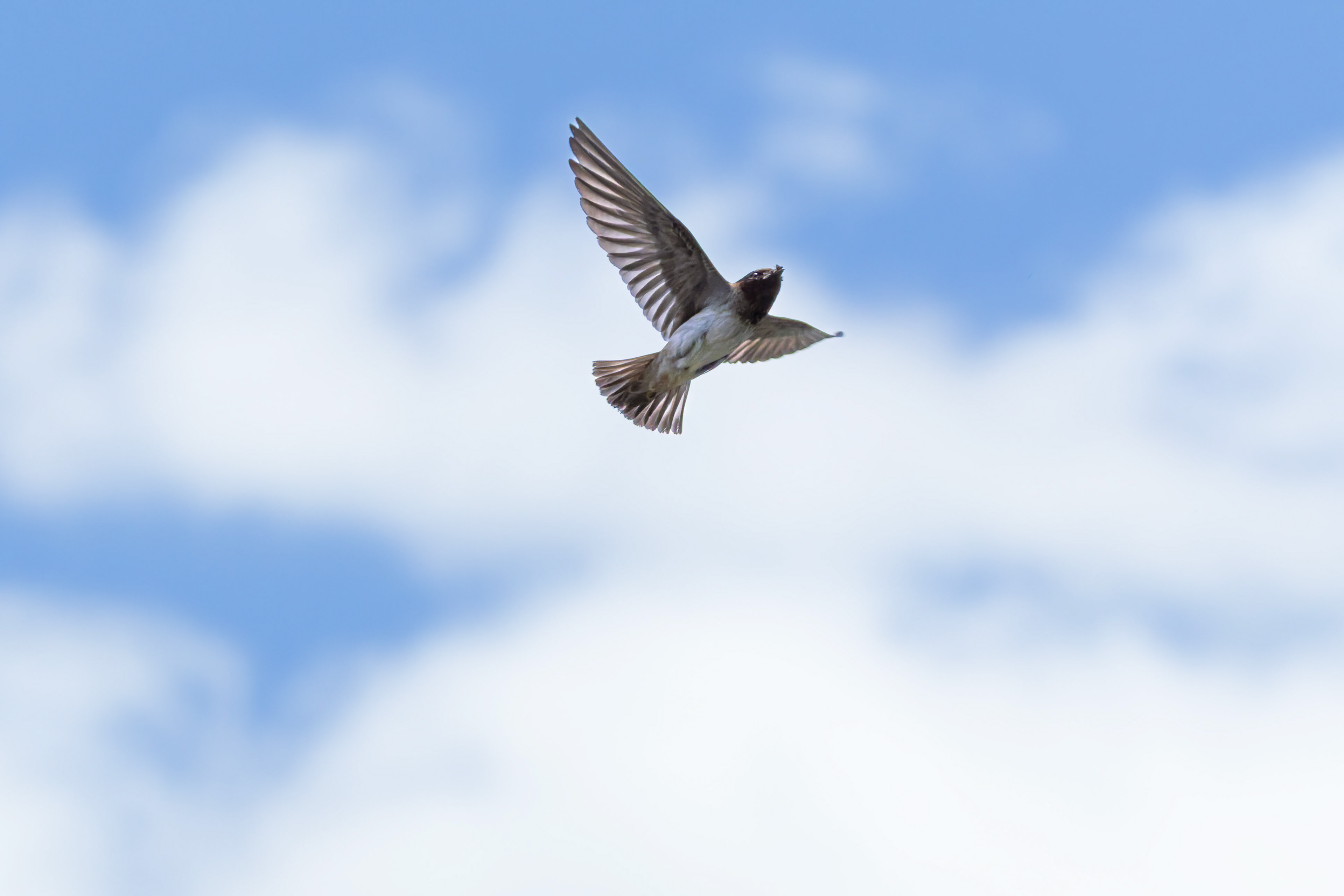 Cliff swallows