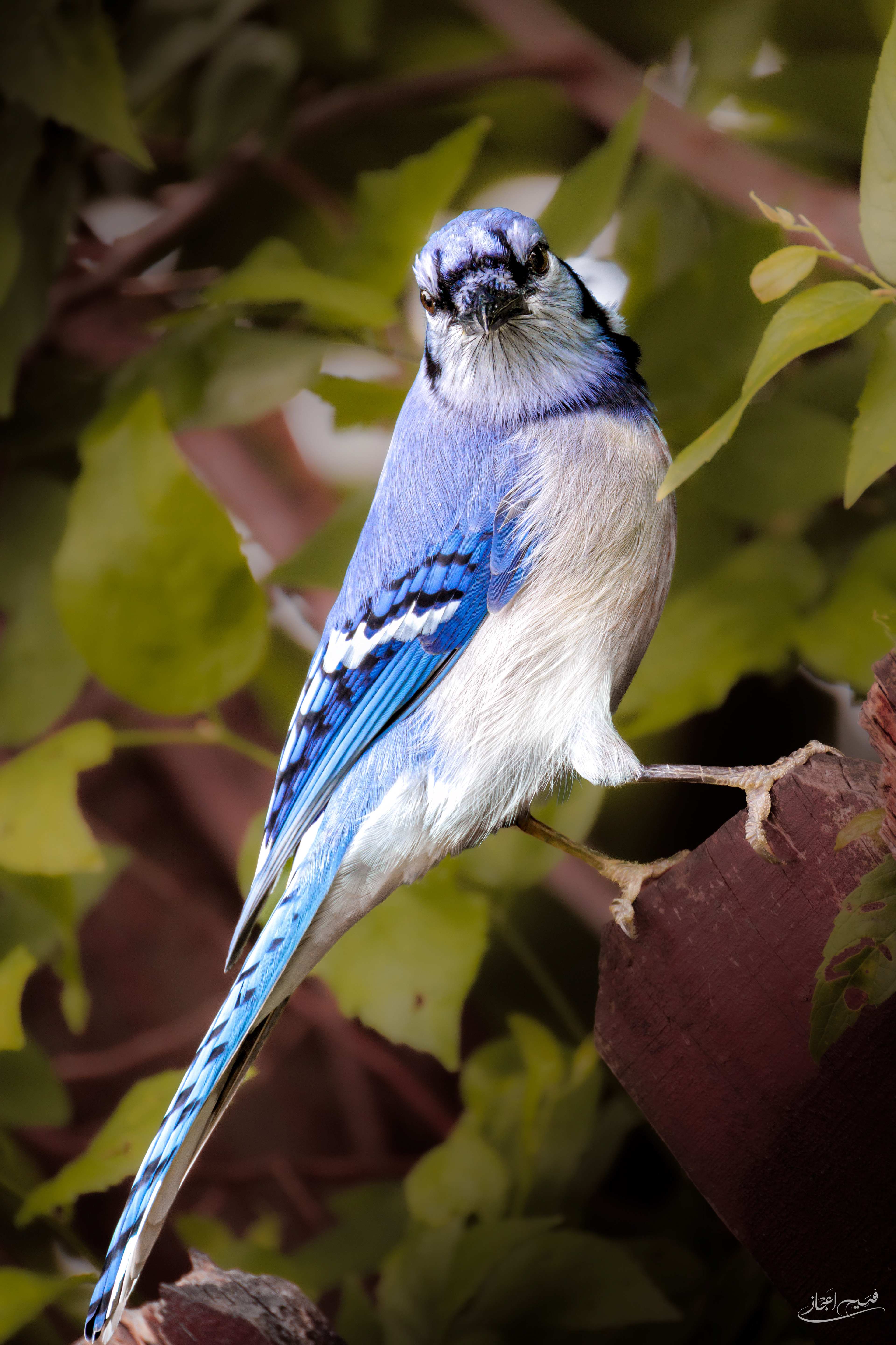 The Blue Jay