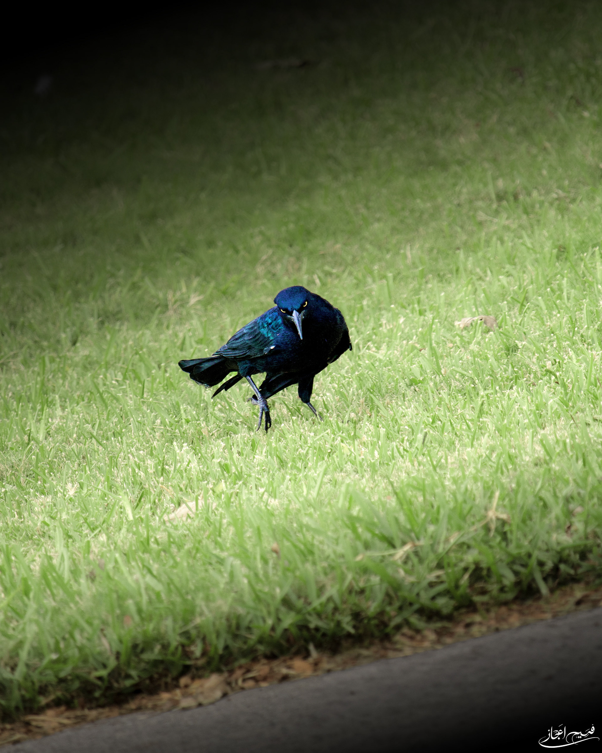 The Great-tailed Grackle