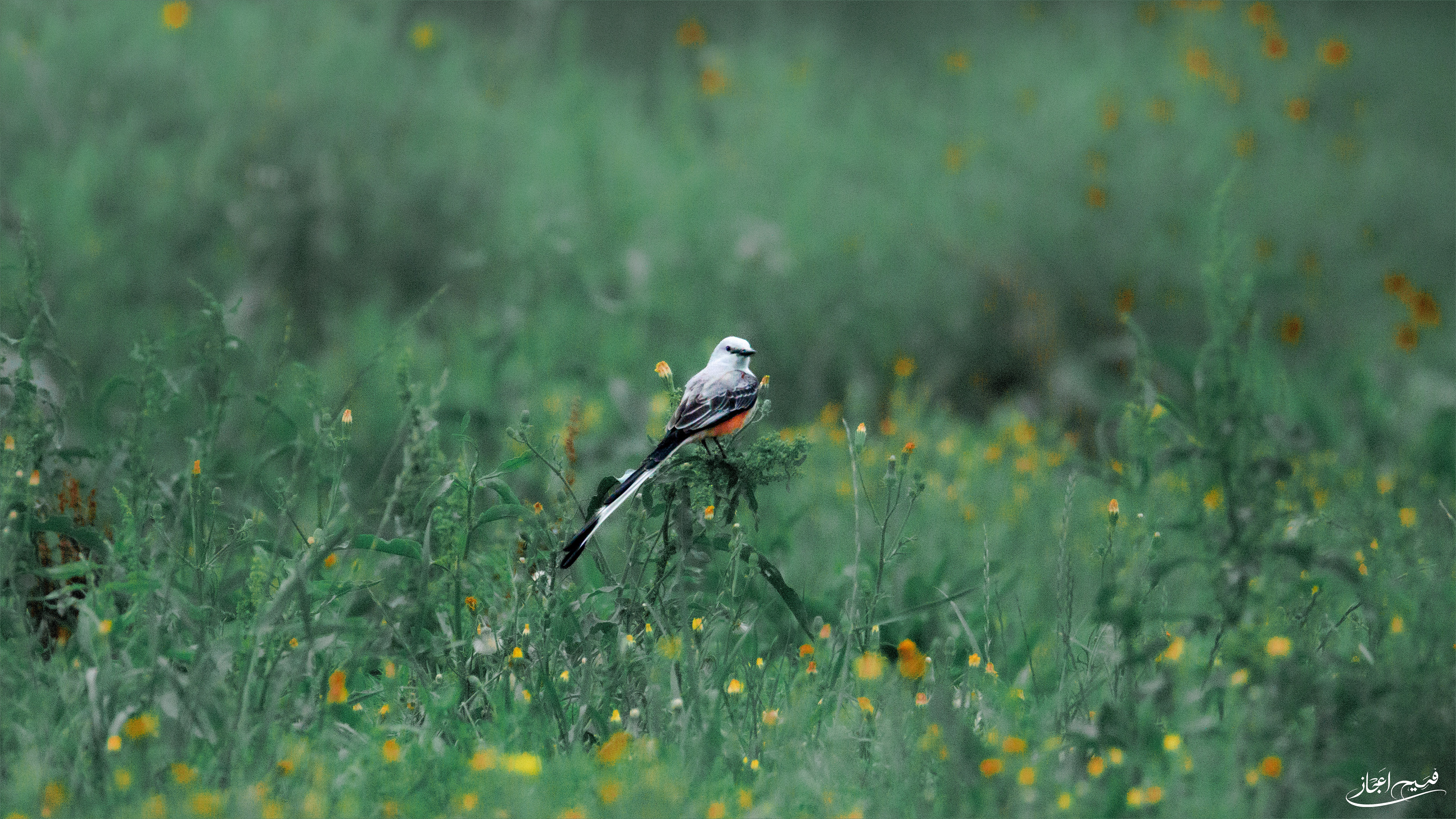 The Scissor-tailed Flycatcher
