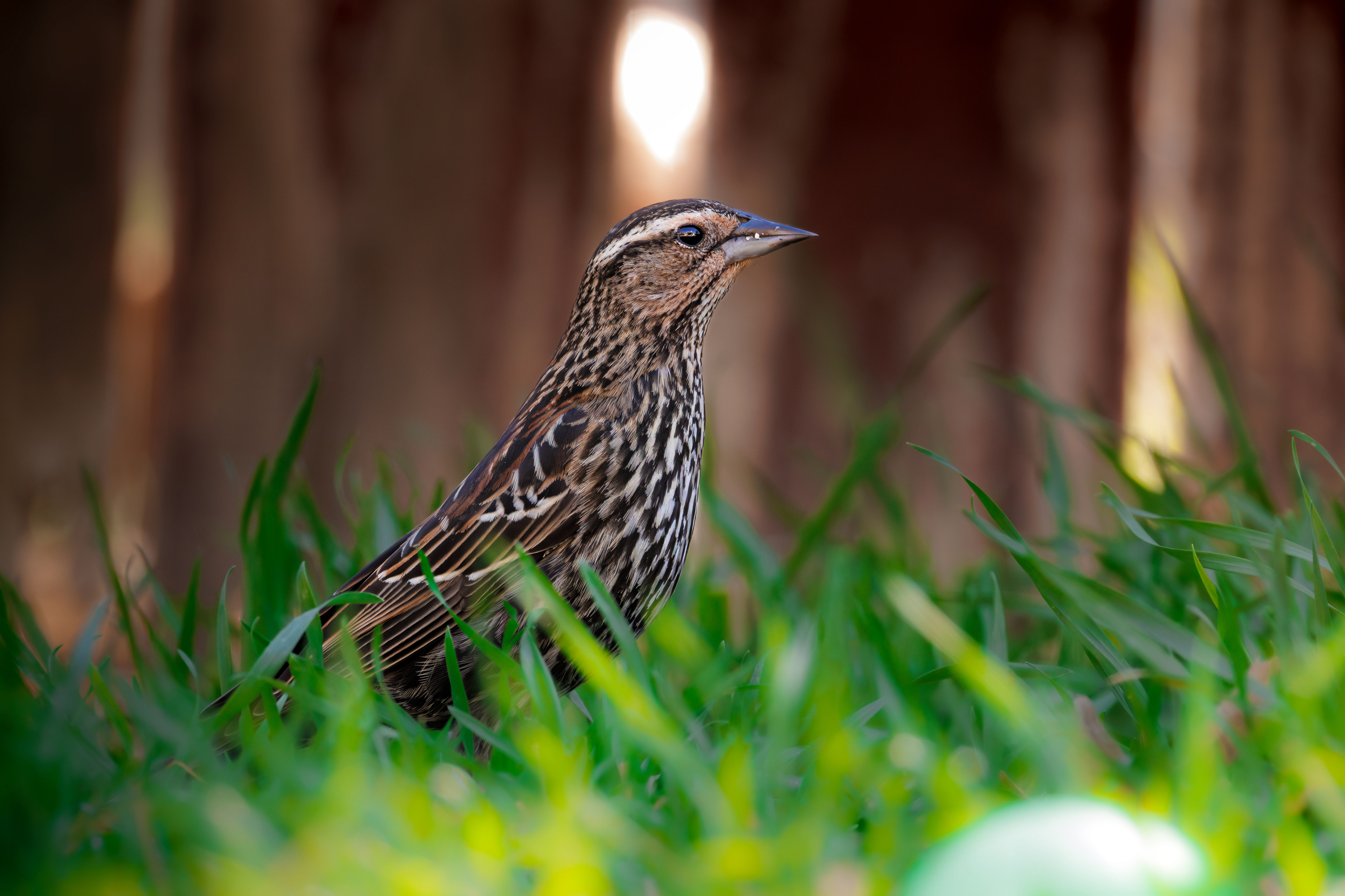 Female Red-winged Blackbird
