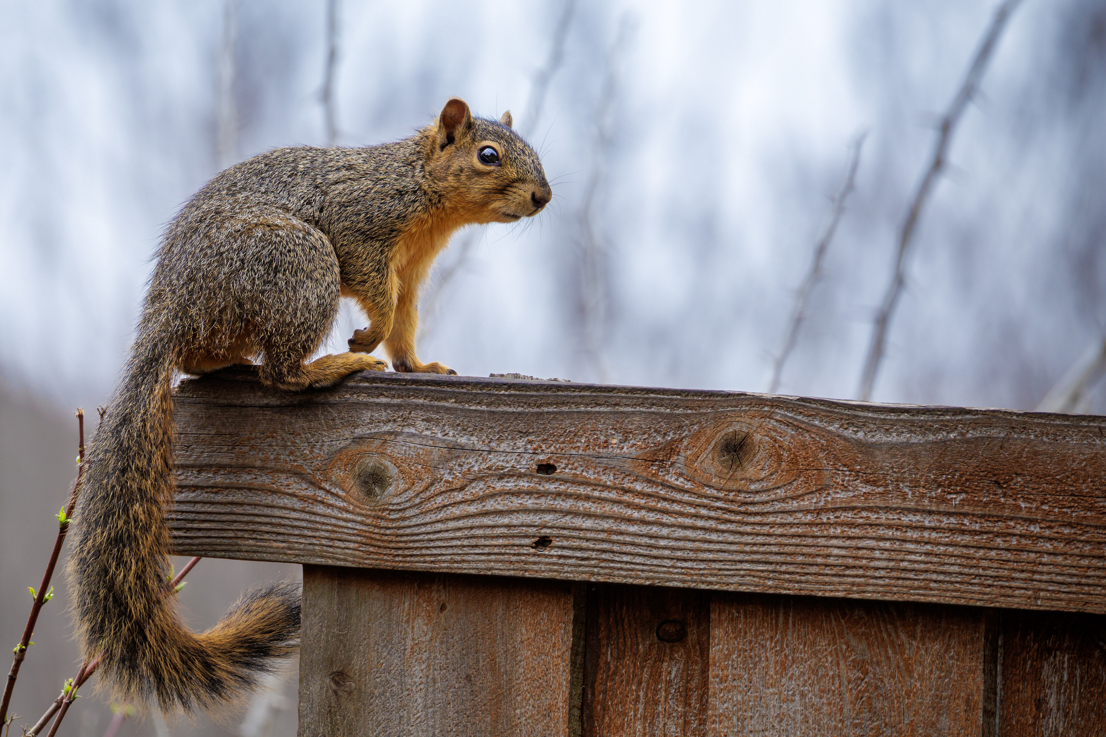 Backyard Sentinel - The Fox Squirrel