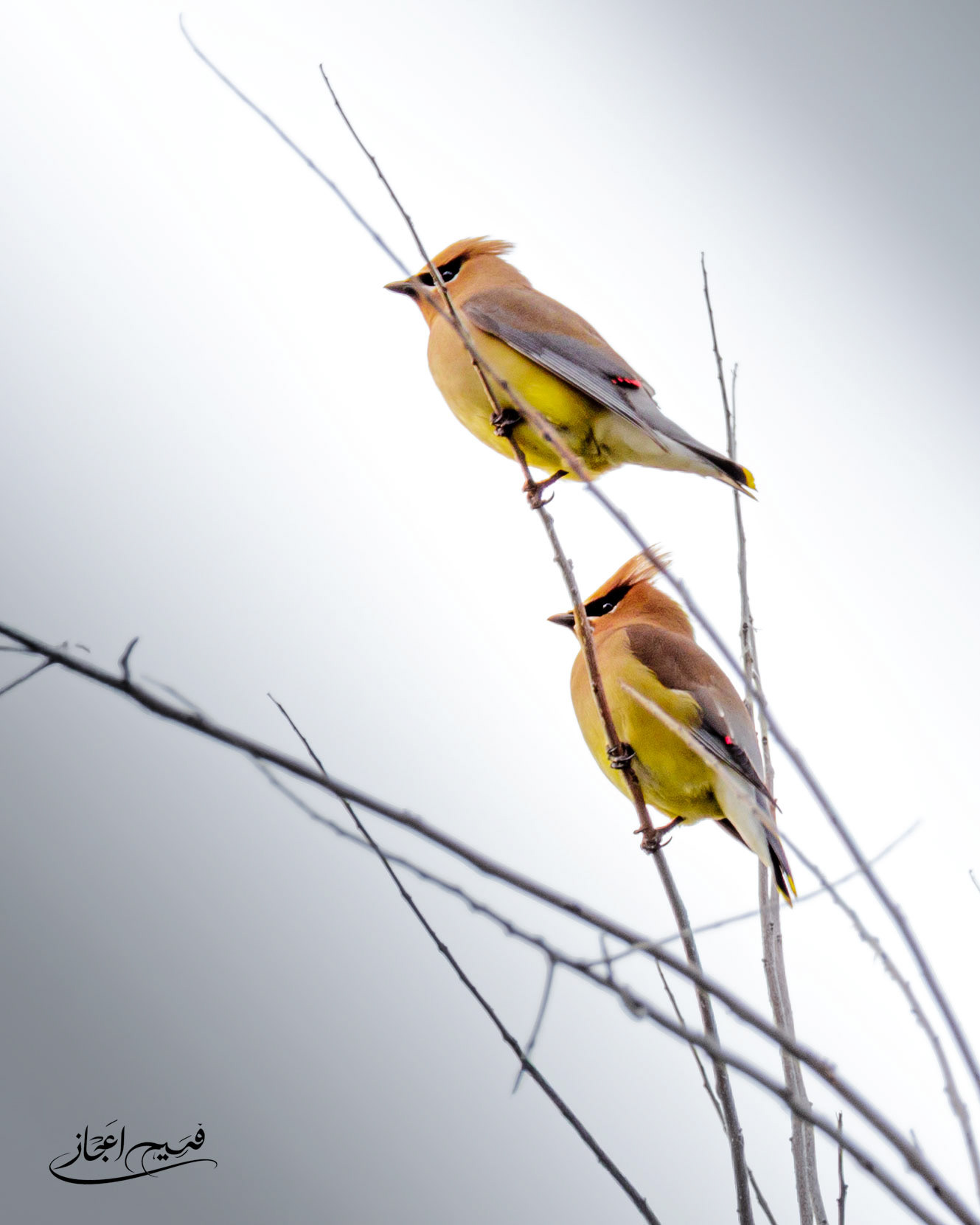Cedar Waxwing - A Passing Visit