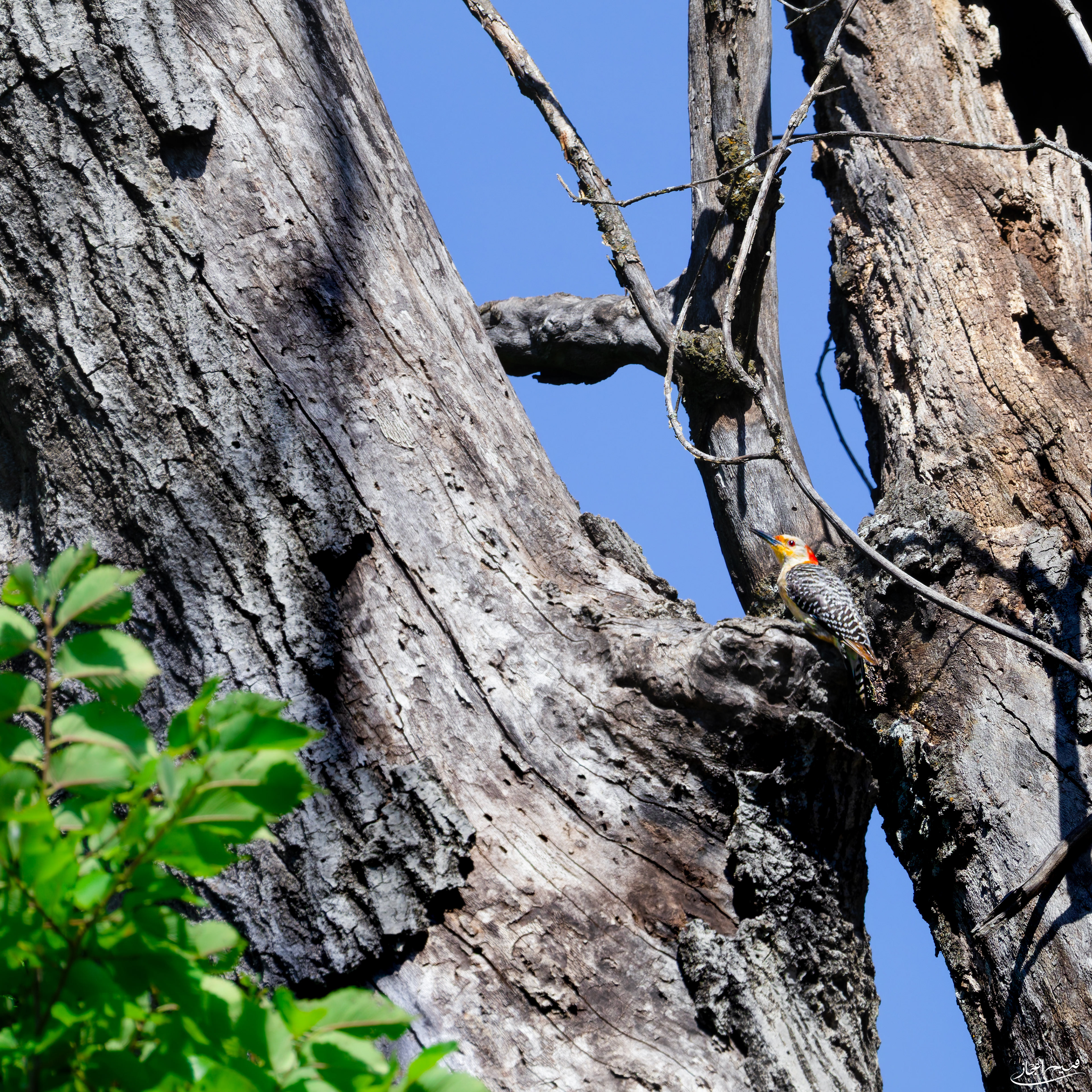 Red-Tailed Woodpecker