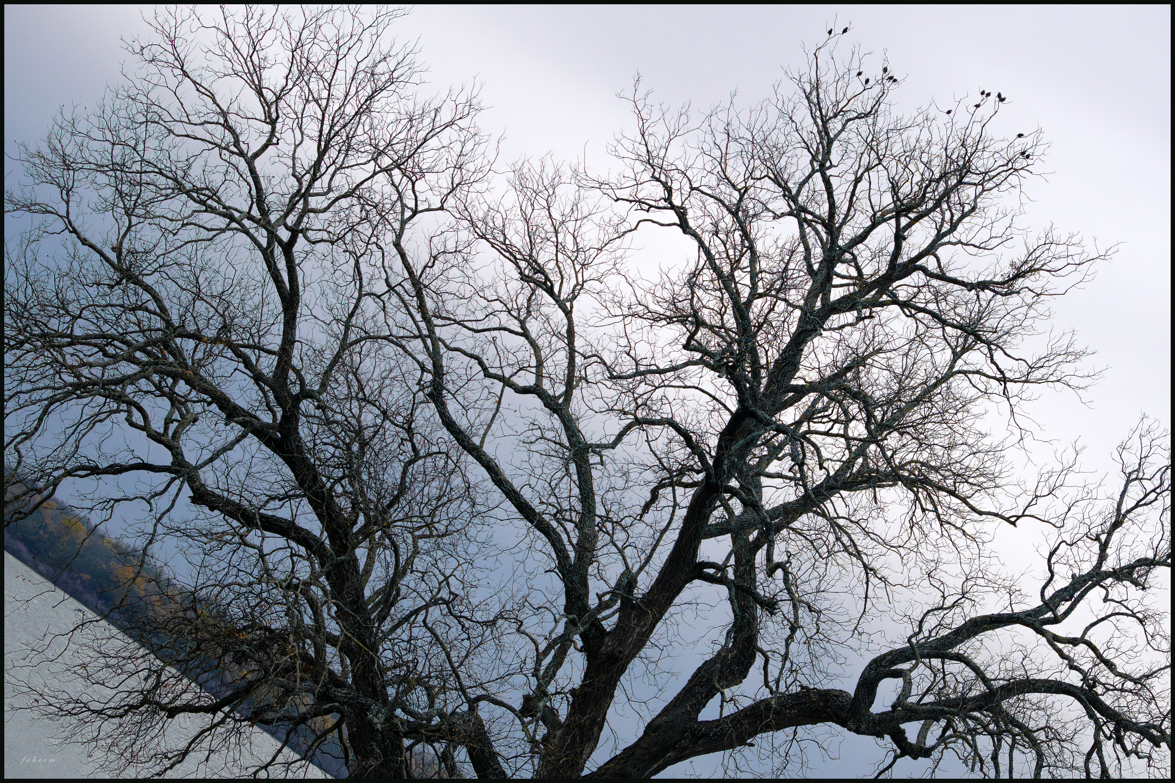 Framed by Winter, Lake Lavon, Texas
