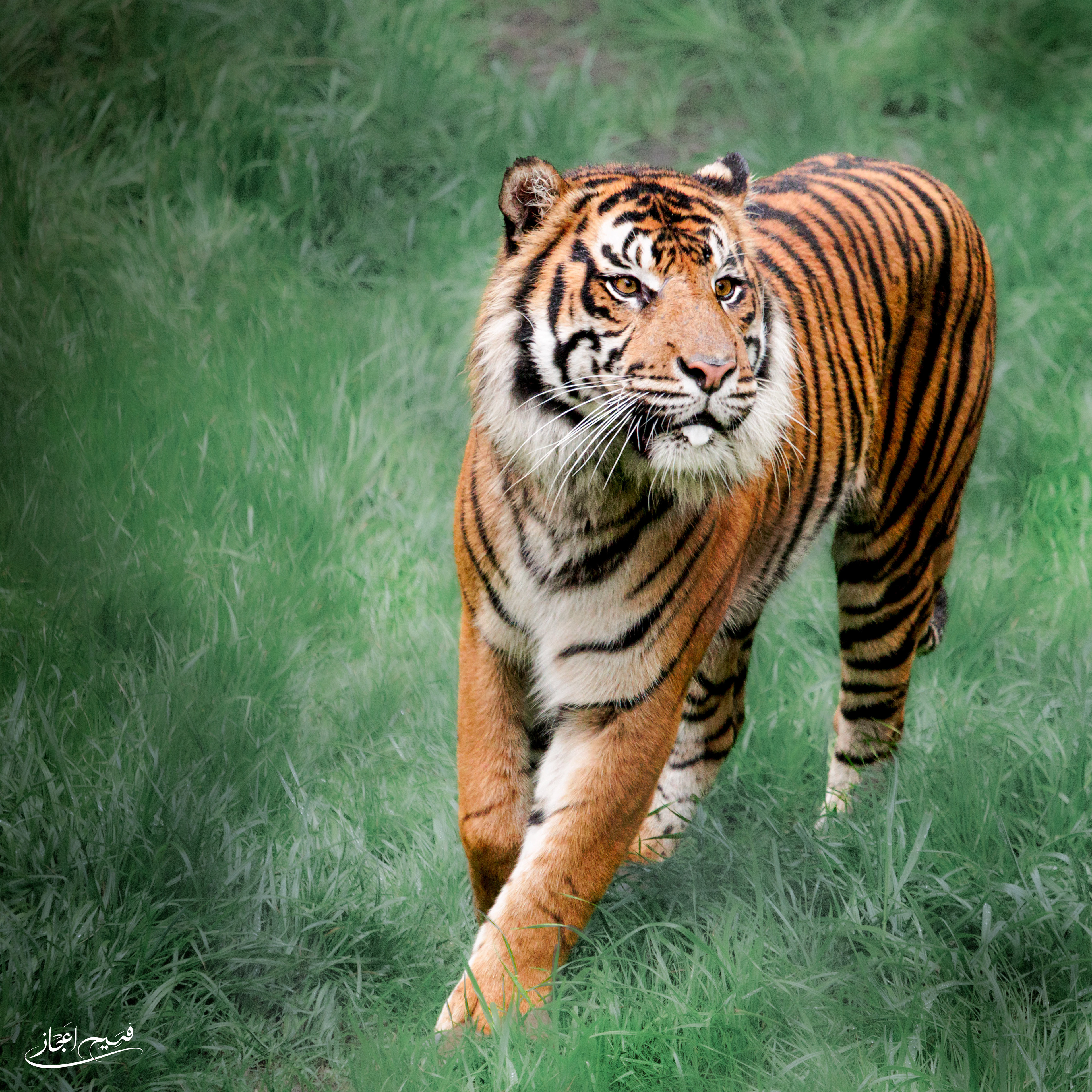 The Bengal Tiger