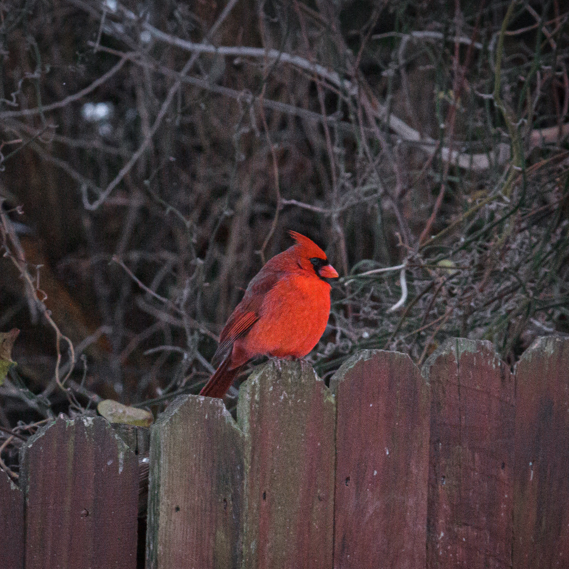 Male Cardinal, Snow Days, Jan 2026
