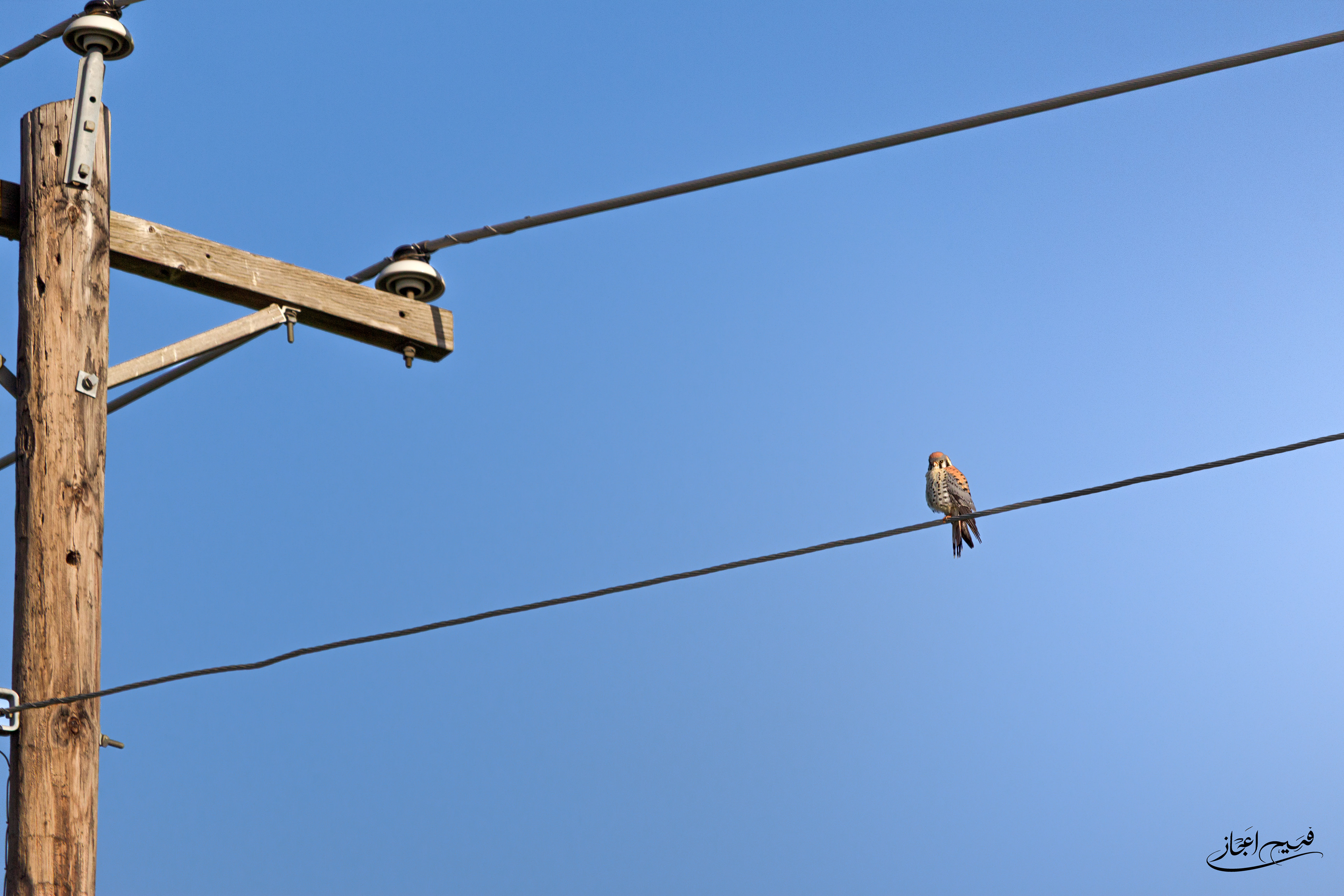 Texas