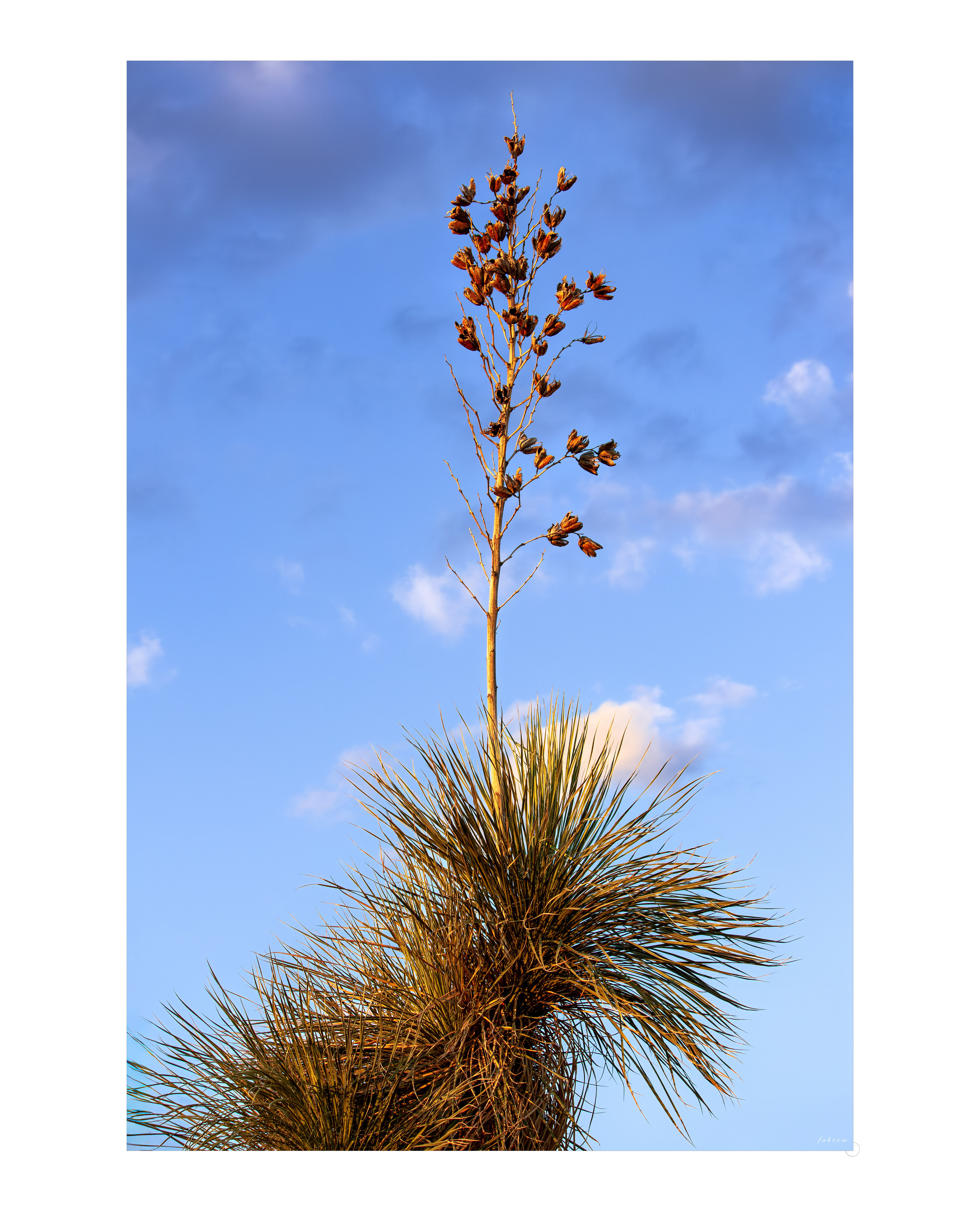 Torrey Yucca | Older Than the Trail