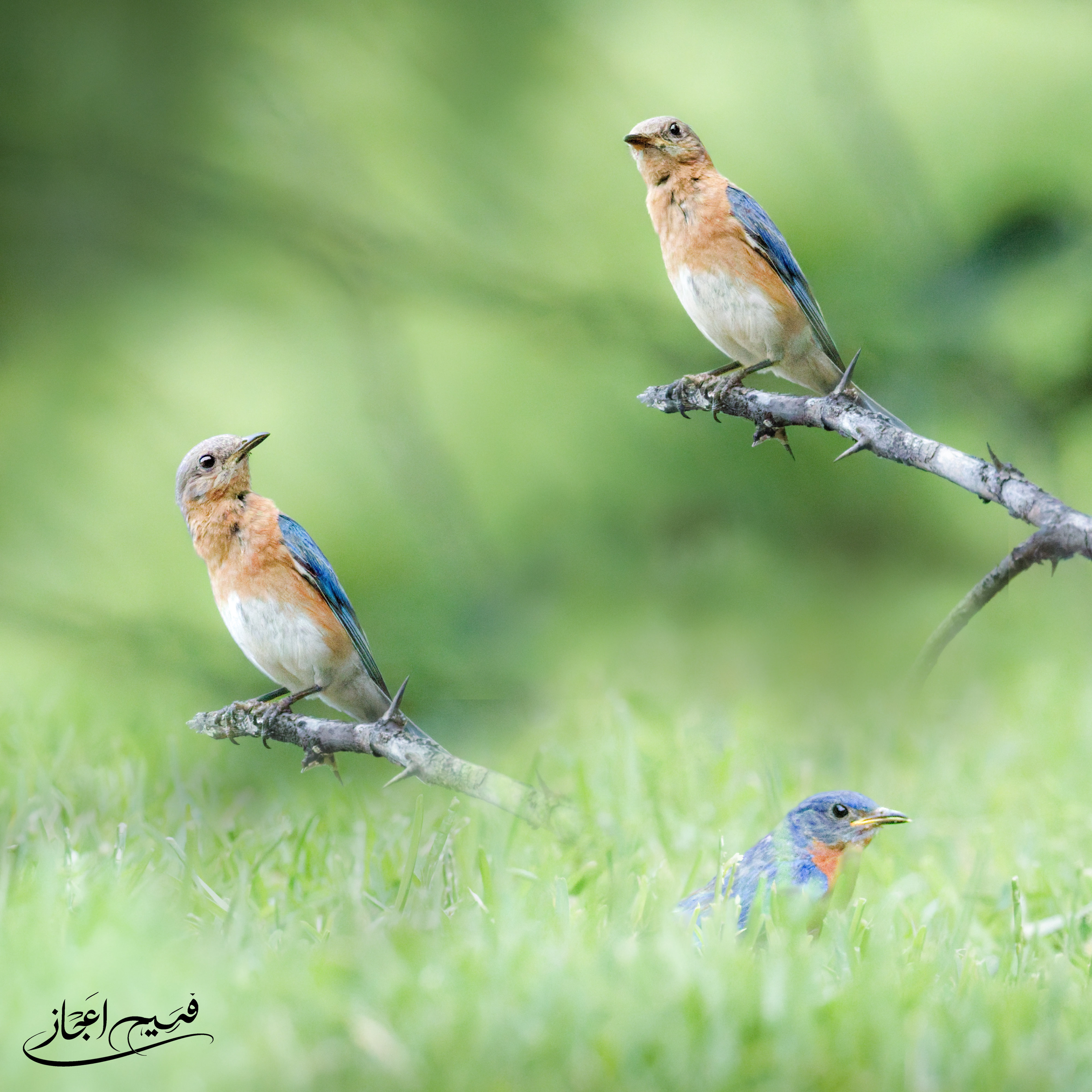 Eastern BlueBird