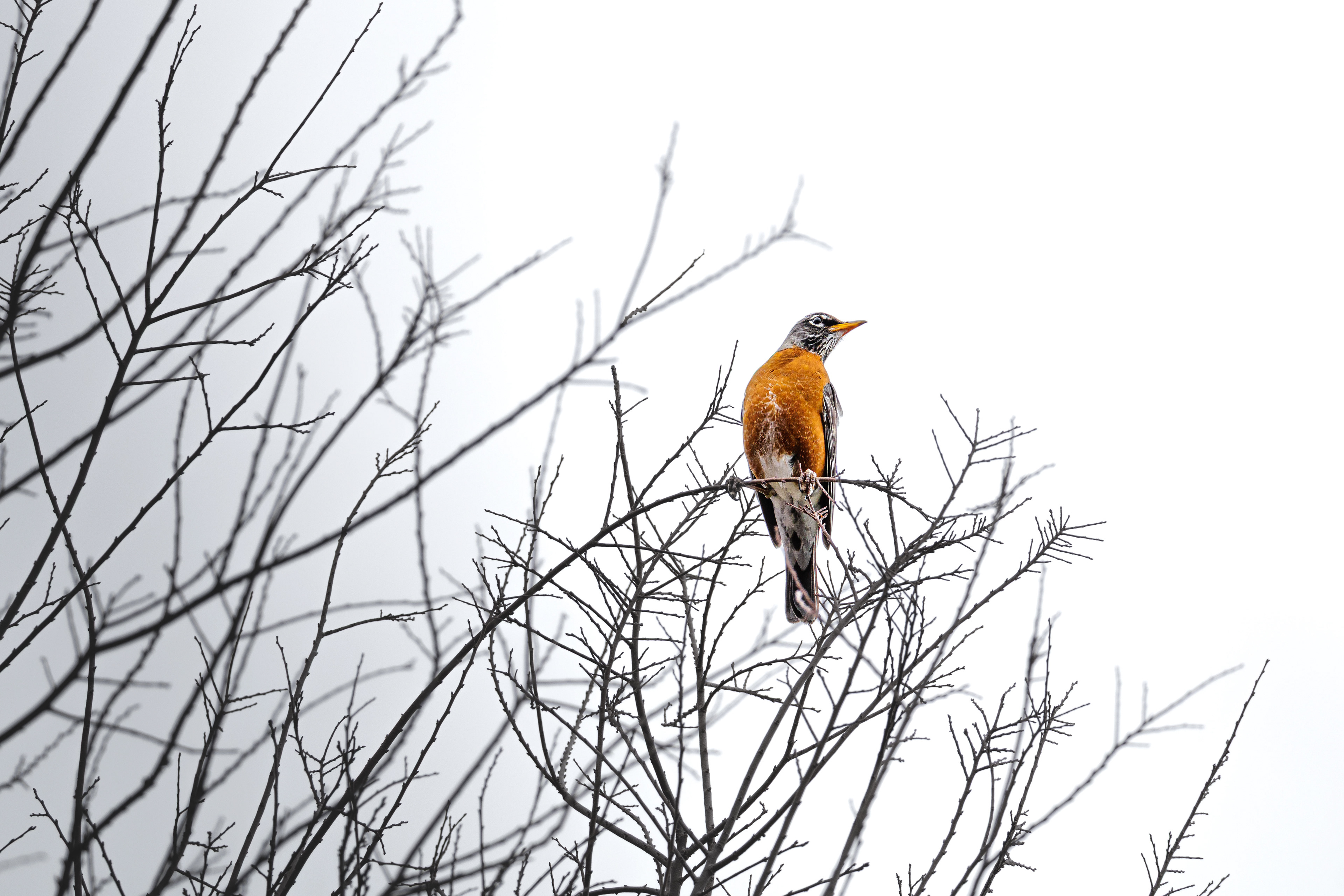 American Robin