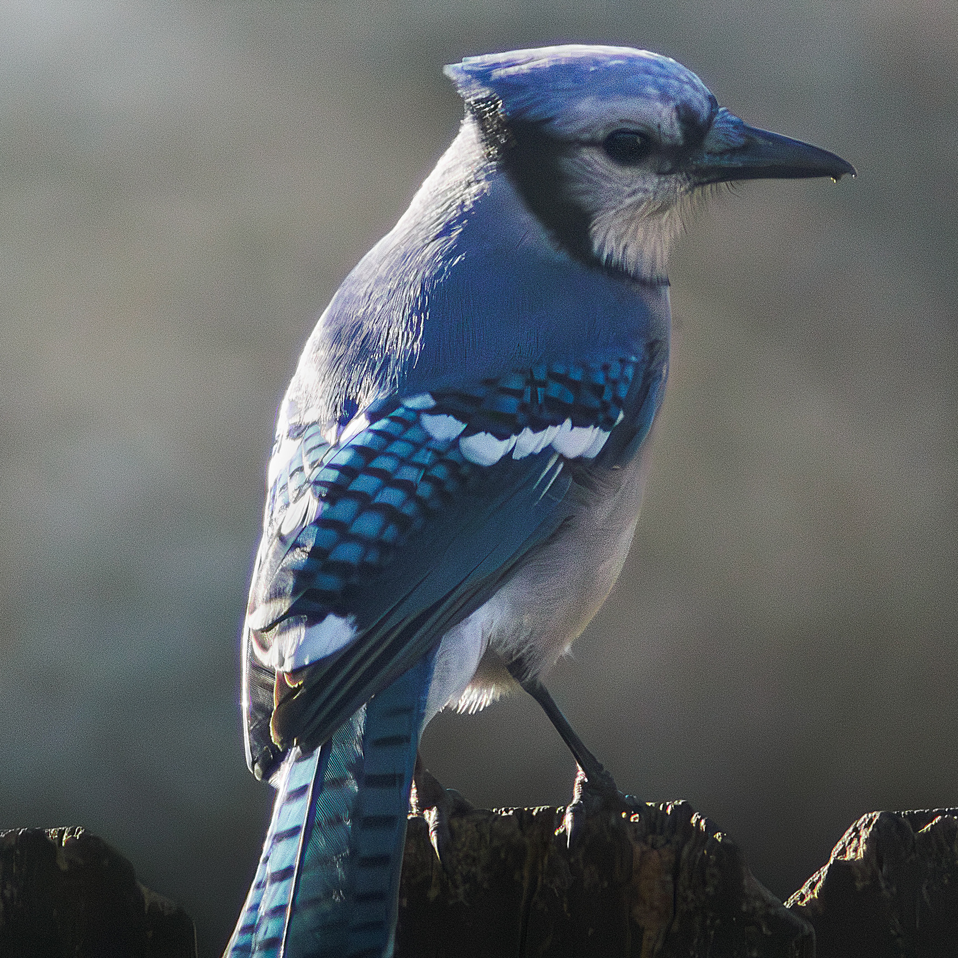 Blue Jay
