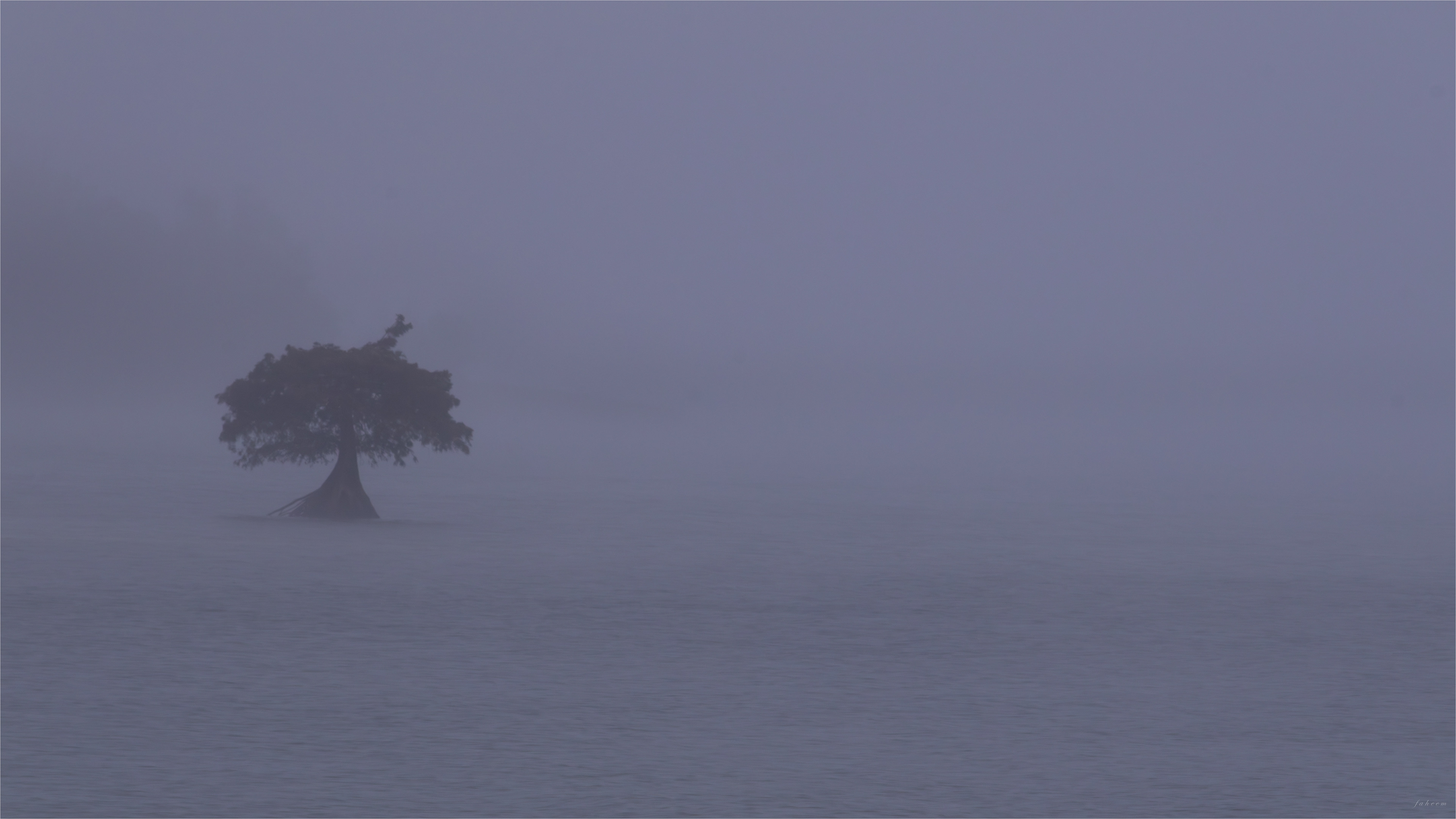 Lavon Lake’s Wānaka Tree, Texas