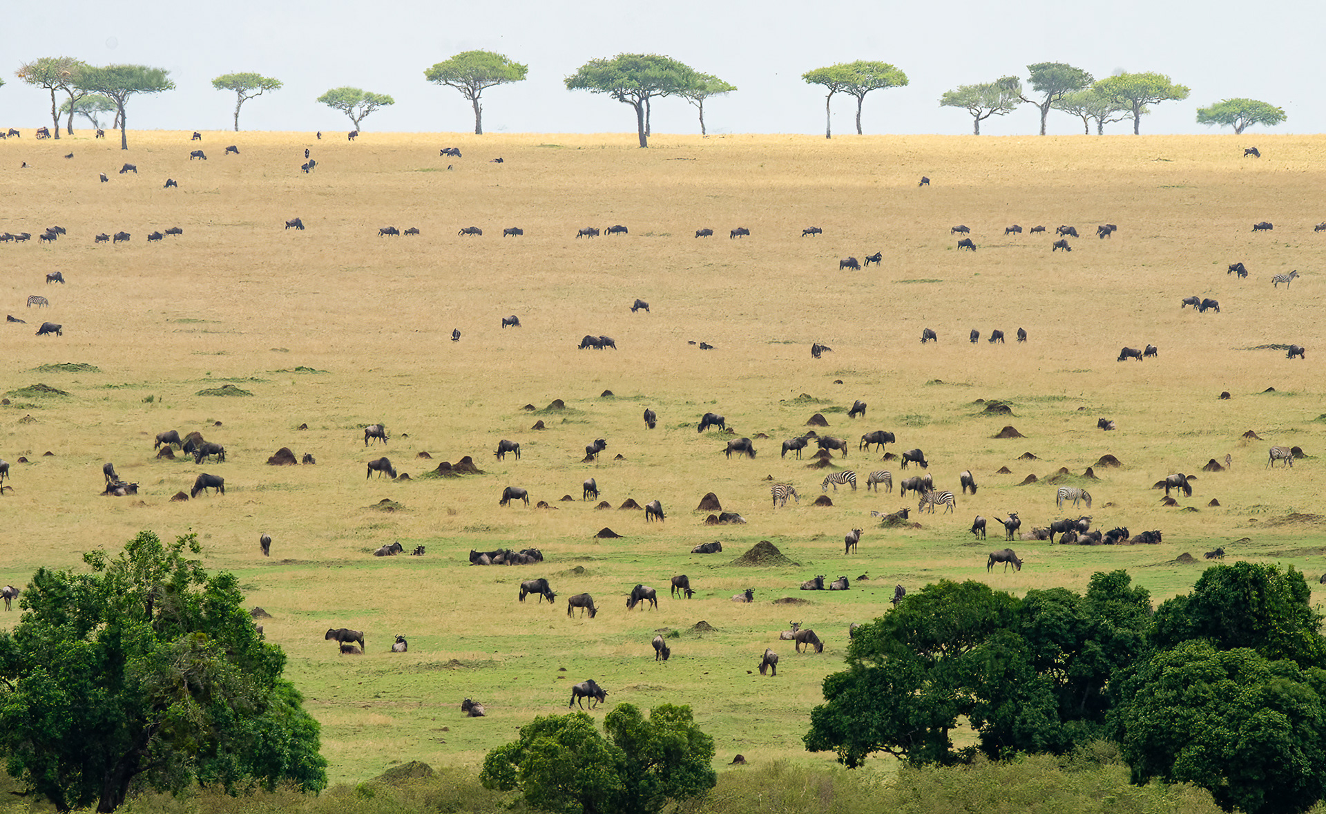Dyrevrimmel på savannen 2