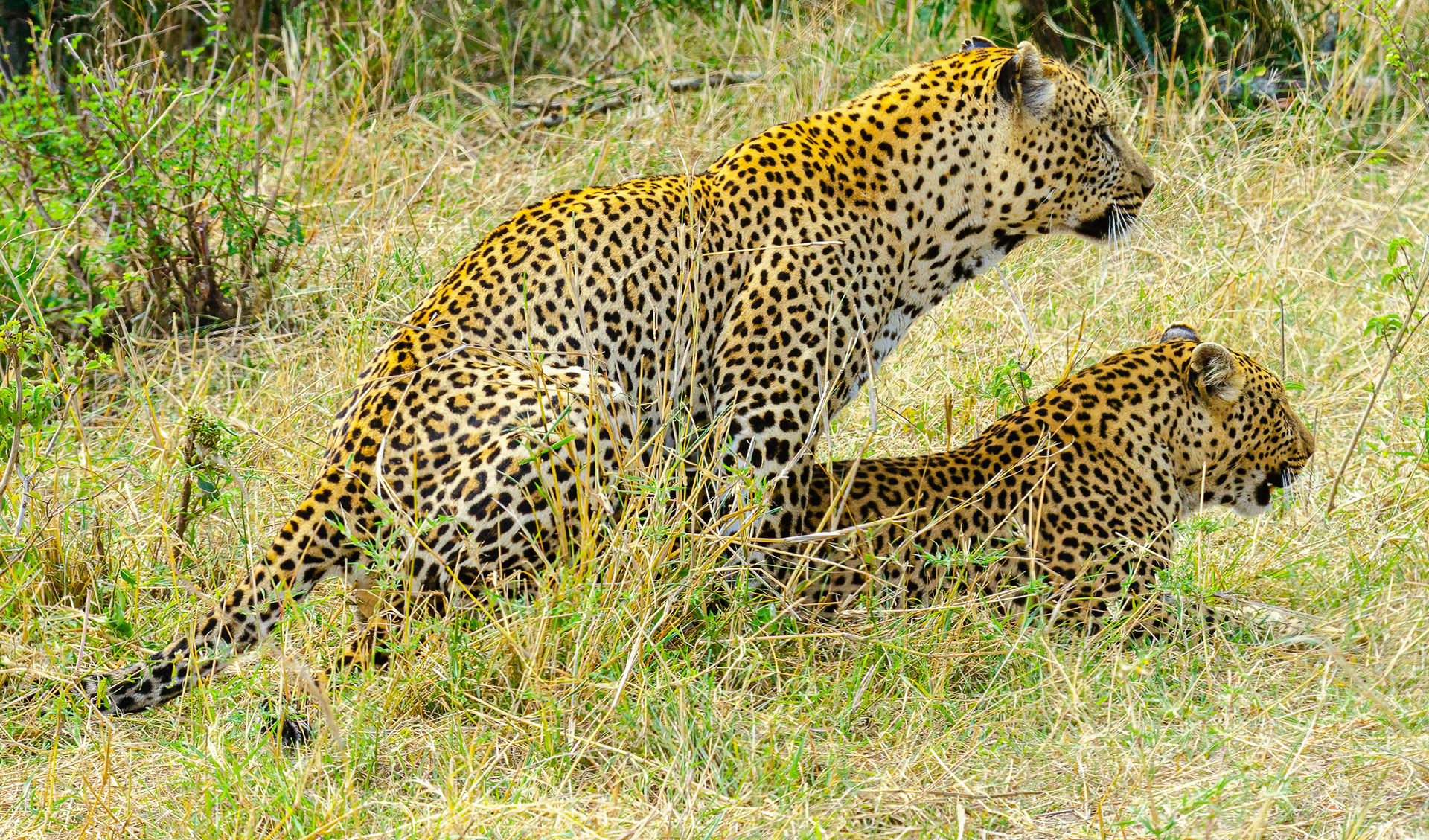 Leopard paring