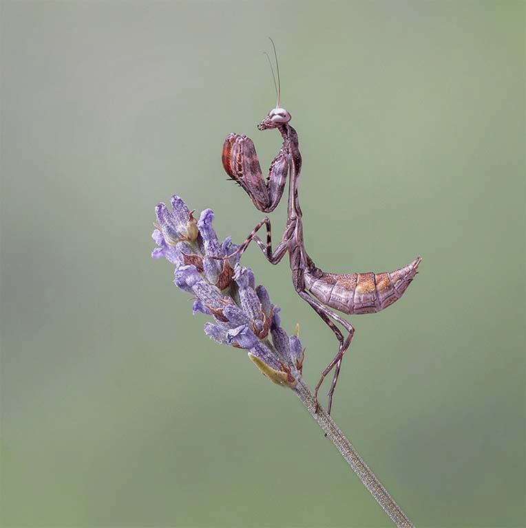 Kenyan Mantis