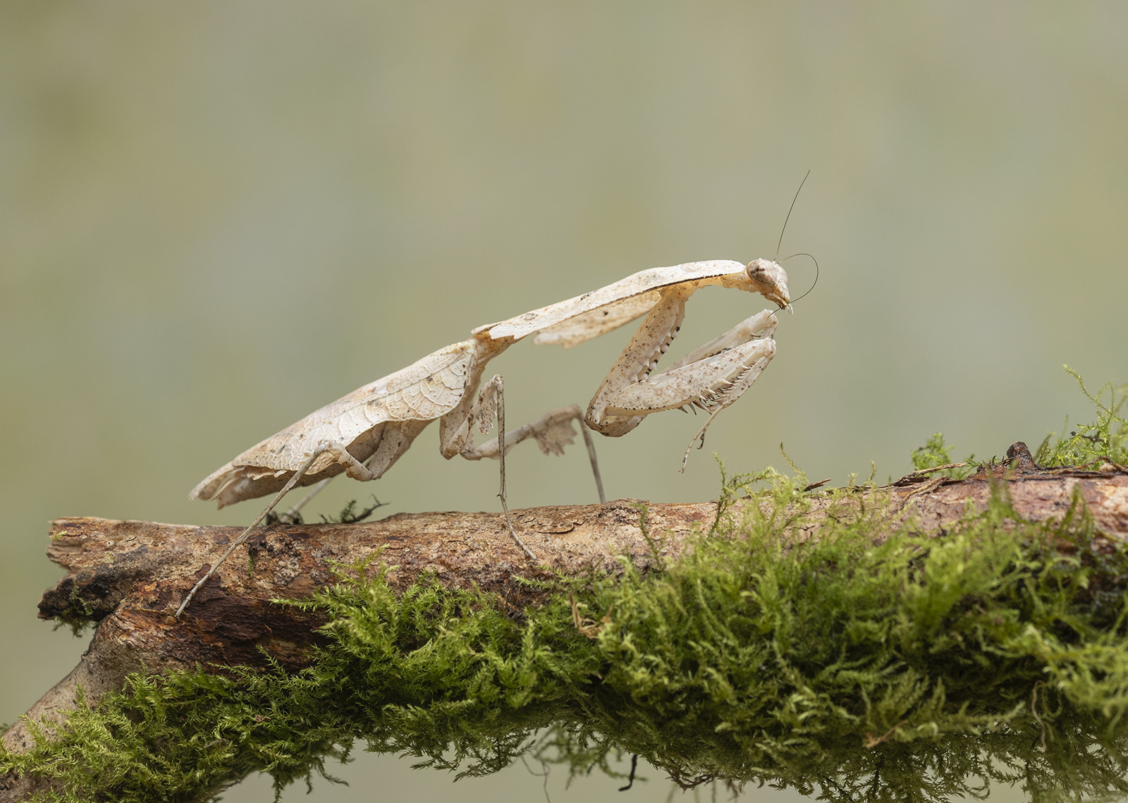 Borneo Dead Leaf Mantis Preening