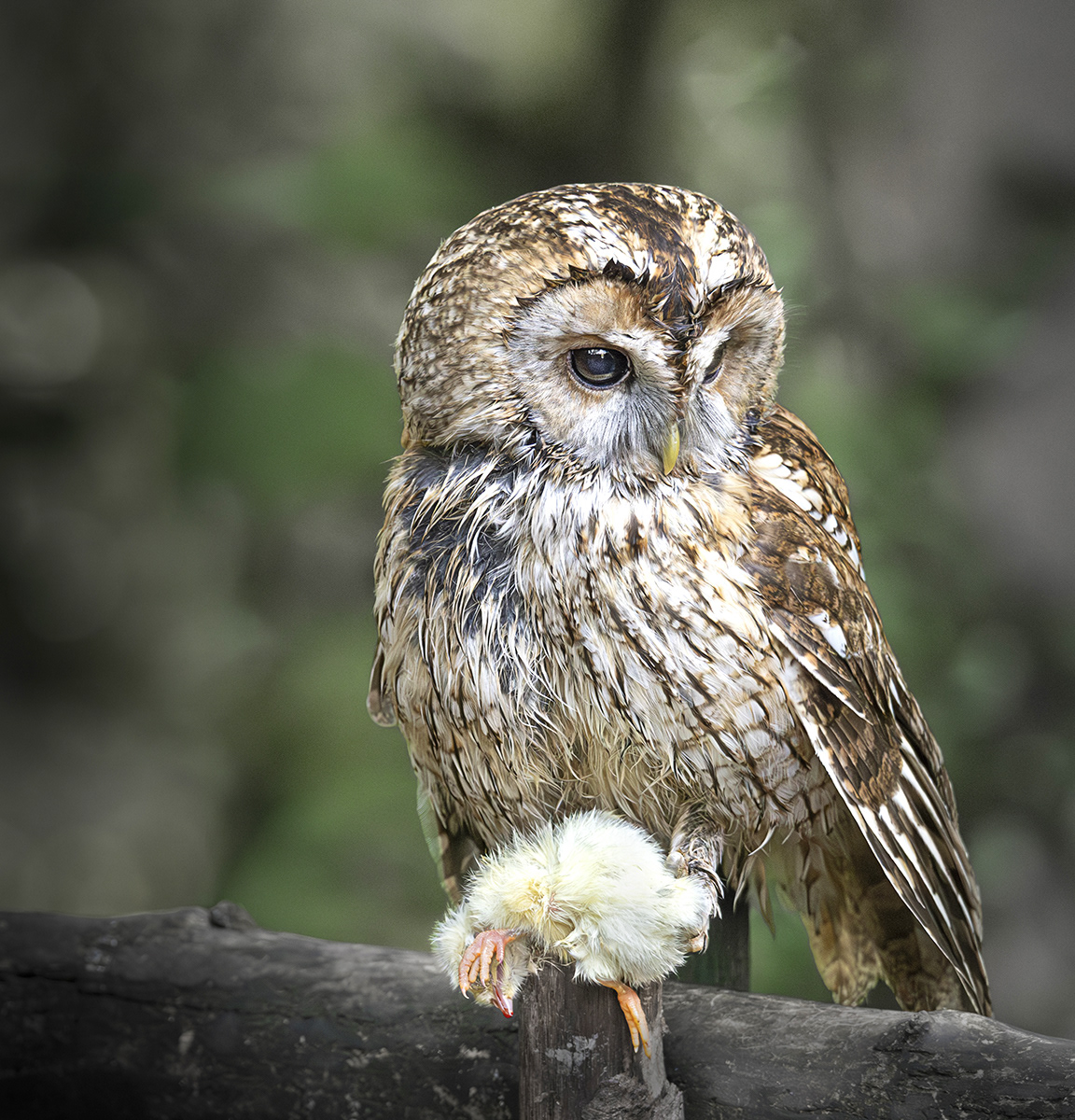 Tawny Owl with prey