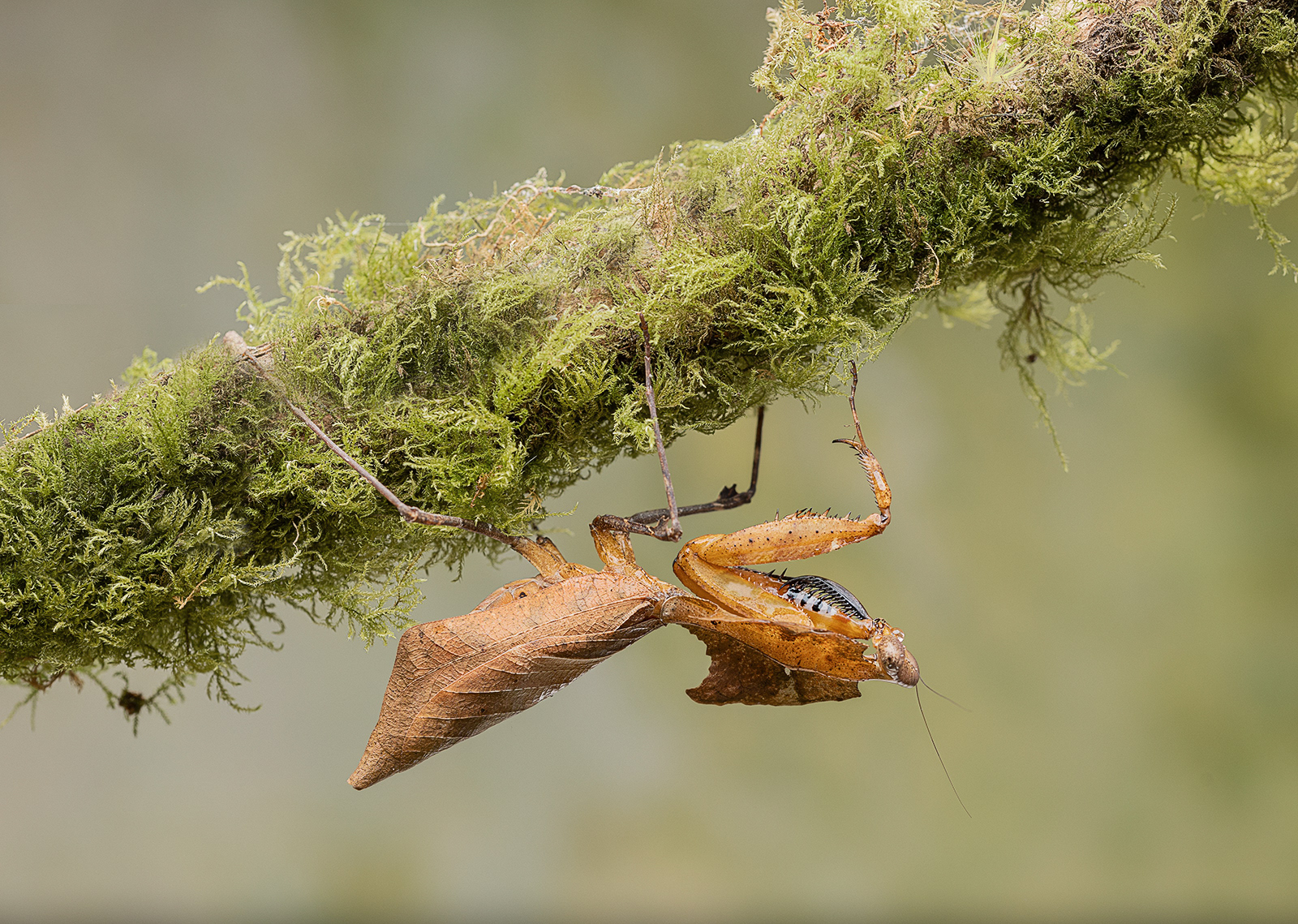 Giant Dead Leaf Mantis
